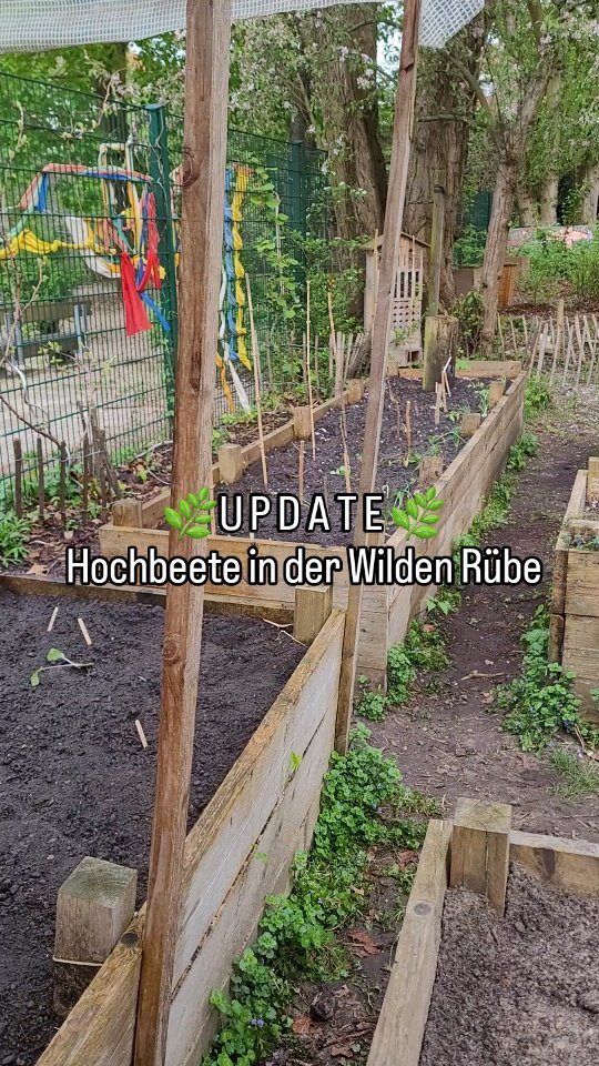 🌿UPDATE TIME🌿
🌱 Im April wurden in unserem Workshop "Gärtnern im Einklang mit der Natur" die Hochbeete der @wilde.ruebe nach den Kriterien der Mischkultur geplant und bepflanzt.
Vor ein paar Wochen haben wir den Beeten der Wilden Rübe einen Besuch abgestattet. Seit April ist wirklich einiges passiert! Die wärmeliebenden Kulturen wie Tomaten, Feuerbohnen und Physalis wurden eingepflanzt und sind schon riesig! Die Beete quellen über mit einer Vielfalt an Salaten, Kräutern und Gemüse! 🥬🌿🥕
Jeden Tag kann etwas neues geerntet werden und das wechselhaft feuchte Wetter macht den Tomaten unter ihrem Dach zum Glück nichts aus! 😍🍅
Wahnsinn, wie schön es geworden ist. Wahrlich, ein grünes Paradies. 💚
#HarzAcker #HarzAckerP25 #HarztalWildeRose #parzellex #pflanzdeinkiez #urbangardening #urbangardeningberlin #communitygardening #gemeinschaftsgarten #urbanfarming #baumscheiben #workshop #partizipation #kleingartenanlage #qmharzerstrasse #stadtnatur #umweltbildung #gesundeernährung #neukölln #harzerkiez #konsumfrei #gruen #senatsverwaltung #berlin #wilderübe #hochbeet #naturnahesgärtnern #Natur #ökologisch #ökologischgärtnern