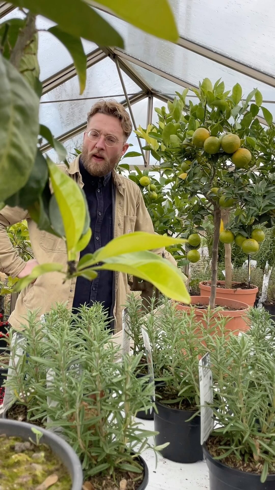 Januari is de maand voor het smeden van al je tuinplannen. Ook gaan we al aan de slag ter voorbereiding op het nieuwe groeiseizoen: omarm het buitenleven en ervaar de seizoenen in je eigen tuin 🍂🍃 We begeleiden je in elke stap.
Ga aan de slag met een van onze workshops: op zaterdag 6 januari gaan we aan de slag met het maken van een tuinkalender op maat (geschikt voor beginners, maar ook tuiniers die op zoek zijn naar verdieping van kennis) en op zaterdag 20 januari duiken we in de wereld van het snoeien: met een theorie en praktijkgedeelte in het cursusgebied (sjaal om 🧣 en laarzen aan!)
Schrijf je nu in voor een van onze workshops (link in bio) geef jouw jaar (en tuin) een groene start. 🪴
Tot in onze workshopruimte !
#jaarrondtuinieren #tuintips #tuinworkshops #tuinkennis #tuinieren #tuin #detuinin #jaarrondtuinieren #detuininvierseizoenen #groeienbloei #groeienenbloeien #tuinen #tuinieren #tuincentrum #tuincursus #regiogorinchem #zuidholland #utrecht #noordbrabant #gorcum