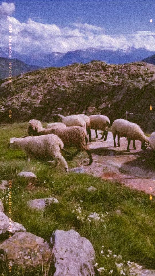 Zu Besuch bei unseren Schafen auf der Belalp 🐑
#brandeija #belalp #walliserlandschaf #braunköpfigesfleischschaf