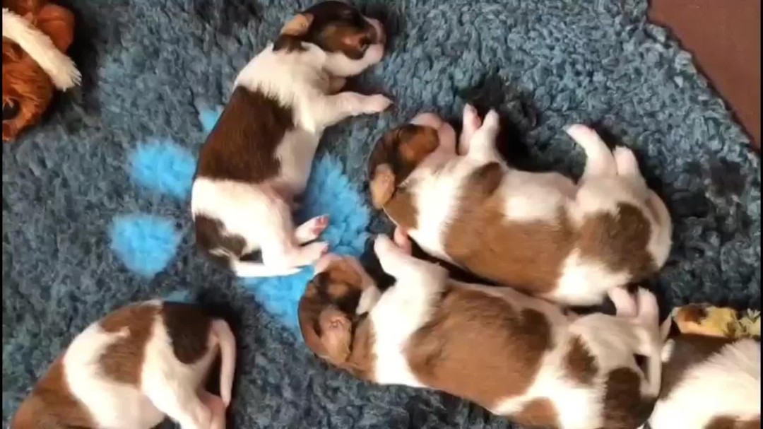 In 2024 hebben we een prachtig nestje van Indy gehad, het Nest Baldur.
Hoe kan je acht weken in het nest het best in beeld brengen? Niet makkelijk, maar volgens ons is dat heel erg goed gelukt in dit filmpje!
Dit filmpje is gemaakt door Lisanne en Erik, trotse eigenaren van één van de puppy's uit dit nest. ❤️ Heel erg veel dank voor deze mooie beelden!
Wil je de rest van het filmpje zien? Bezoek onze website of ons Youtubekanaal! Link in bio.
#hetgooisforest #kooiker #kooikerhondjeofinstagram #kooikerpuppy #puppy