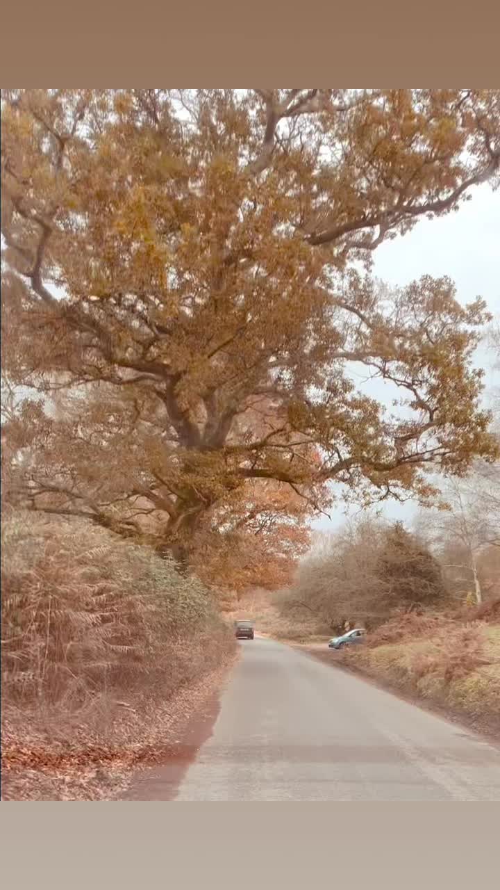 Before the autumn is over we wanted to share with you the beautiful colours of the trees on the Linwood road at the moment 🍁