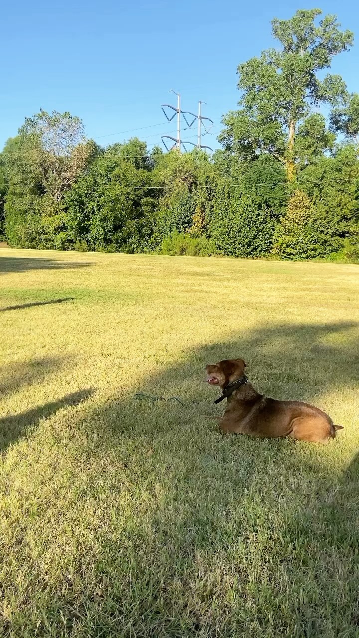 Put a little edit together from training this morning both dogs were awesome!
#dogtraining #dogtrainer #obediencetraining #dallastexas #garlandtx #pitbull #pitbullmix #obediencedogtraining