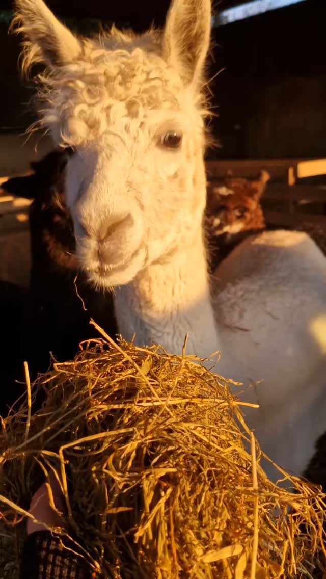 Munch munch munch