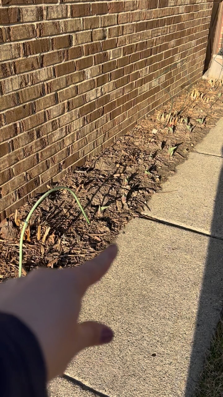 Let’s talk about my latest experiment! Tulips interplanted into my peony bed! #natureandblooms