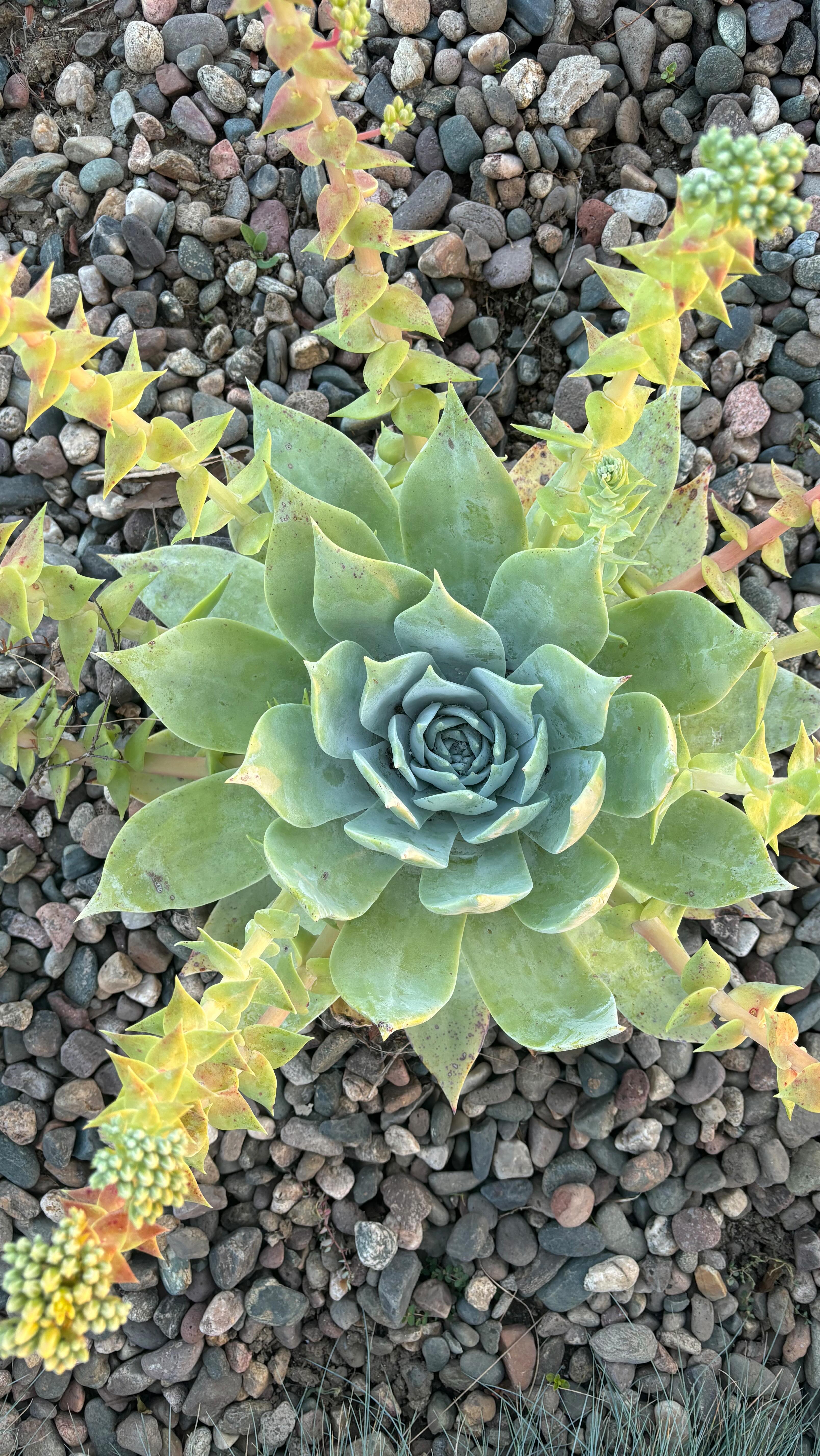 Orienting is a somatic experiencing technique for regulating the nervous system allowing it to reestablish a sense of safety ideally lowering an individuals fight flight freeze response.
Orientation is the natural response of animals to scan the environment to assess for safety.
Orienting is one of the primary reasons animals are less likely to experience PTSD and the long standing impacts of trauma.
Instructions:
• Taking a deep breath, slowly exhale as you let your eyes look around and take in your surroundings. Allow your eyes to slowly look where they want to look, as opposed to where you think they should look. What draws their curiosity?
• Using your occipital and neck muscles, let your head turn slowly to check out all directions, leading by your ears and exhaling slowly as you do. If you like, also see what happens if you allow your head to look up and down as well. Take all the time you need.
• Notice if there is anything dangerous or threatening in the present moment.
• What happens as you taken in your surroundings? What is different inside?
#somaticexperiencing #somatichealing #somaticpractice #somatictherapy #mindbody #mindbodyconnection #therapy #wellness