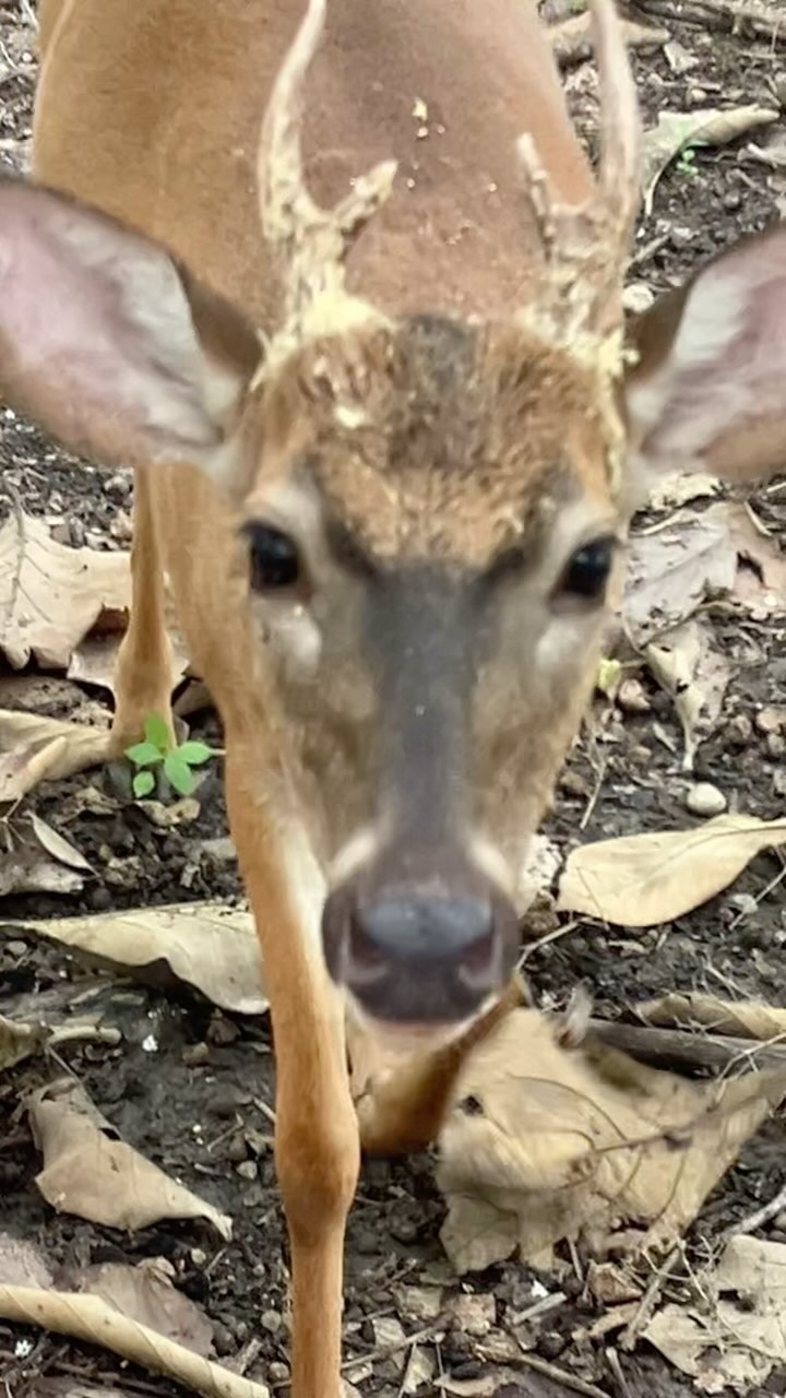 Encontrándome con el Espíritu del Bosque #cernunnos