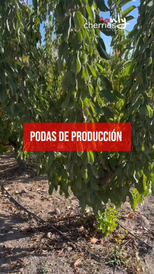 Siempre queremos compartir con ustedes parte de lo que hacemos en nuestro día a día. En estas semanas estamos preparándonos para el receso invernal con enfoque en las reservas que permitirán una buena floración y brotación una vez terminada la dormancia.
#cherry #cherries #chileagricola #agrochile #agronegocio #cerezas #cerezo #cherryblossom #smartcherry #redagricola #campochileno #agricultura #revistadelcampo #mundoagro #agronomia #agro #agroquimicos
