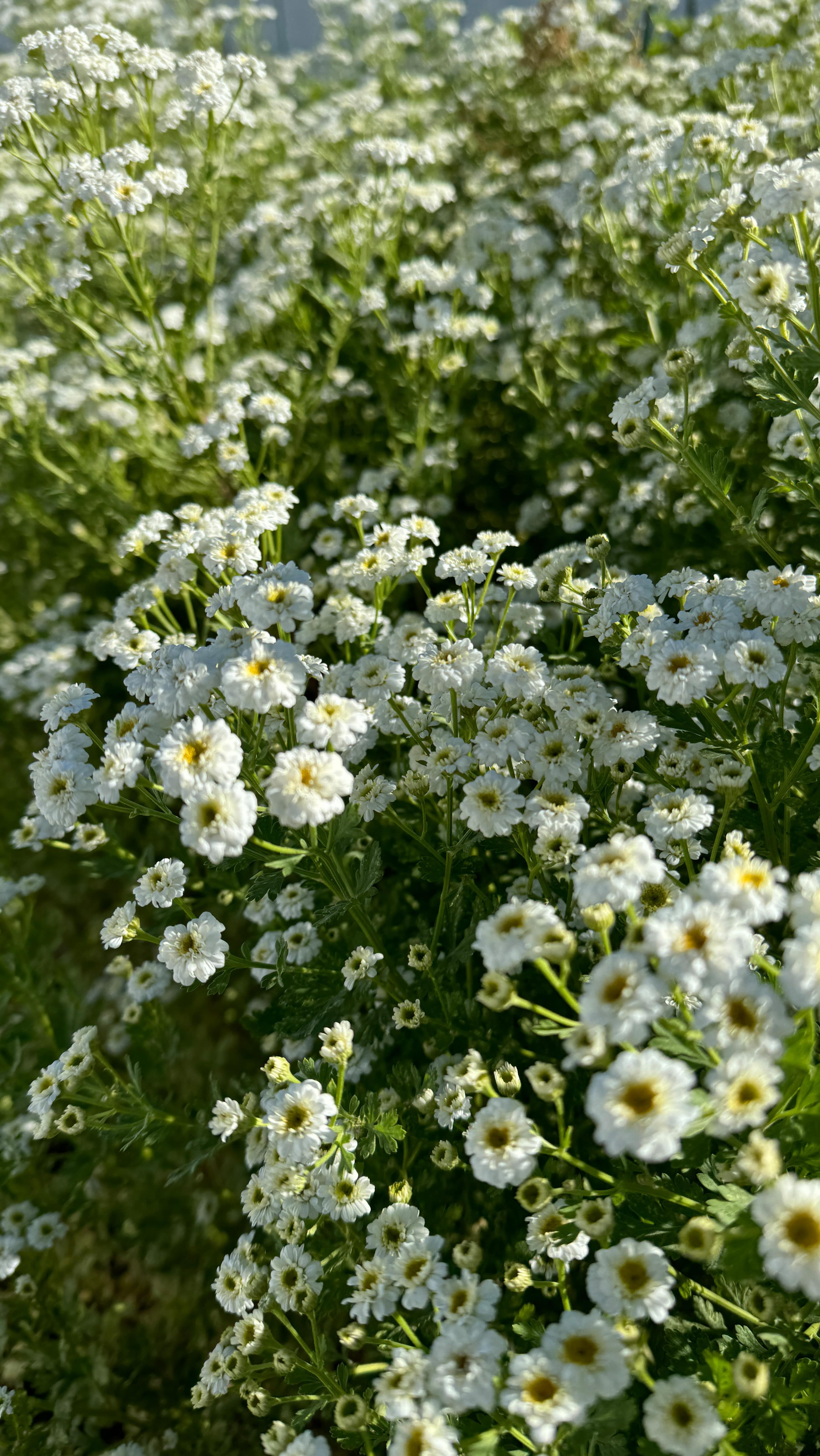 Farm tour Monday 6/16