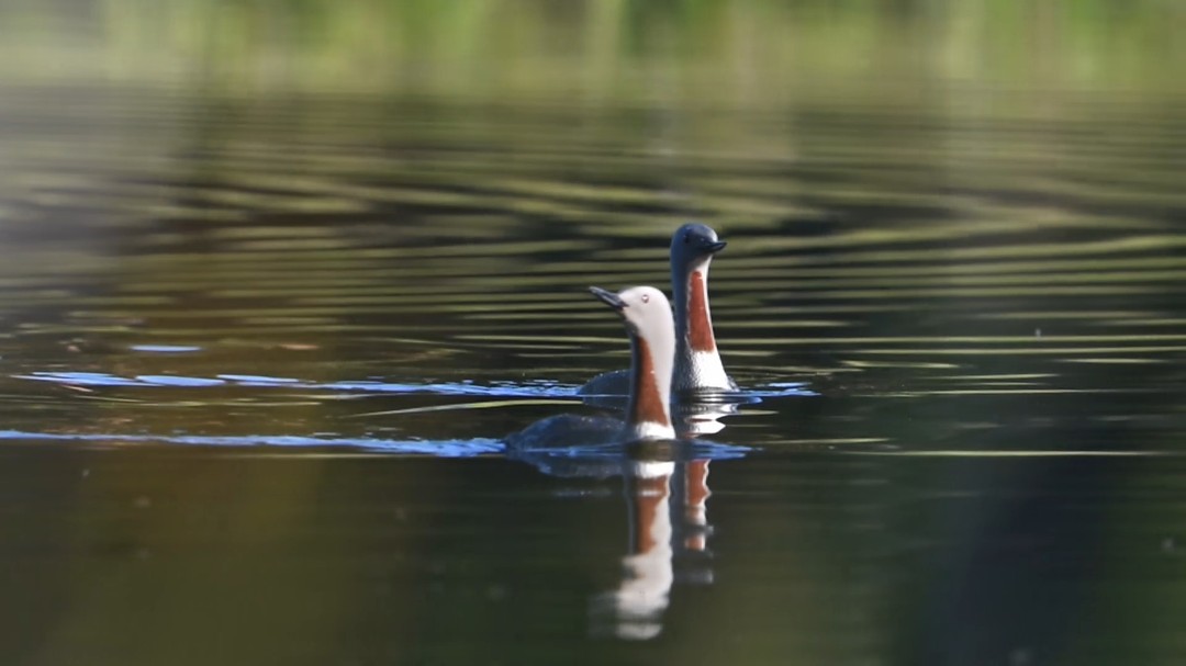 Redthroated diver in early morning
#innature
#innaturefilm
#redthroateddiver
#smålom
#birds