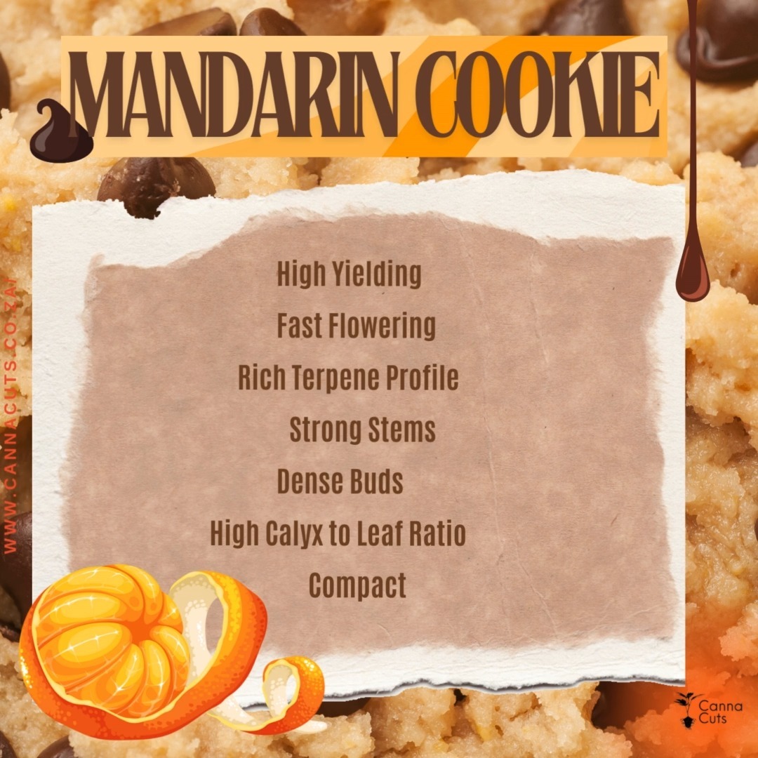 Mandarin Cookie V2 by Ethos Genetics 🍪
This well renowned strain crossed with Slurricane IX from Inhouse Genetics is destined to be a show stopper in your crop. ONLY available now at www.cannacuts.co.za !
#cannacuts #growyourown #clones #homegrower