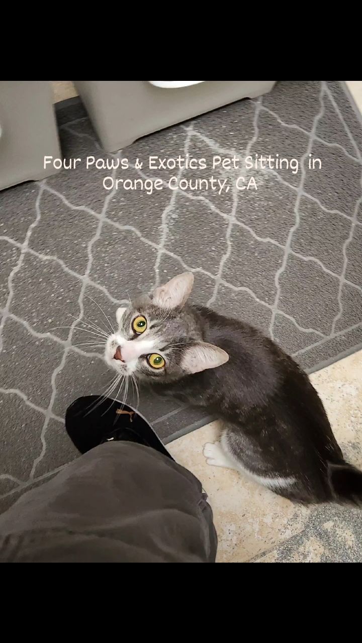 Meet Charlie and Ellie! Their owner went on vacation for a week and booked our 30-minute Visits. During our visits, we would refill food and water bowls, clean litter boxes, and leave out some treats.
Although Ellie and Charlie mainly stayed in hiding while visiting them, once in a while, they would come out and say hi.
Check out our website for more details on our in-home pet sitting and private dog walking services by visiting www.fourpawsandexotics.com. Contact us at (949) 510-3877 or info@fourpawsandexotics.com. #petsitting #dogwalking #catsitting