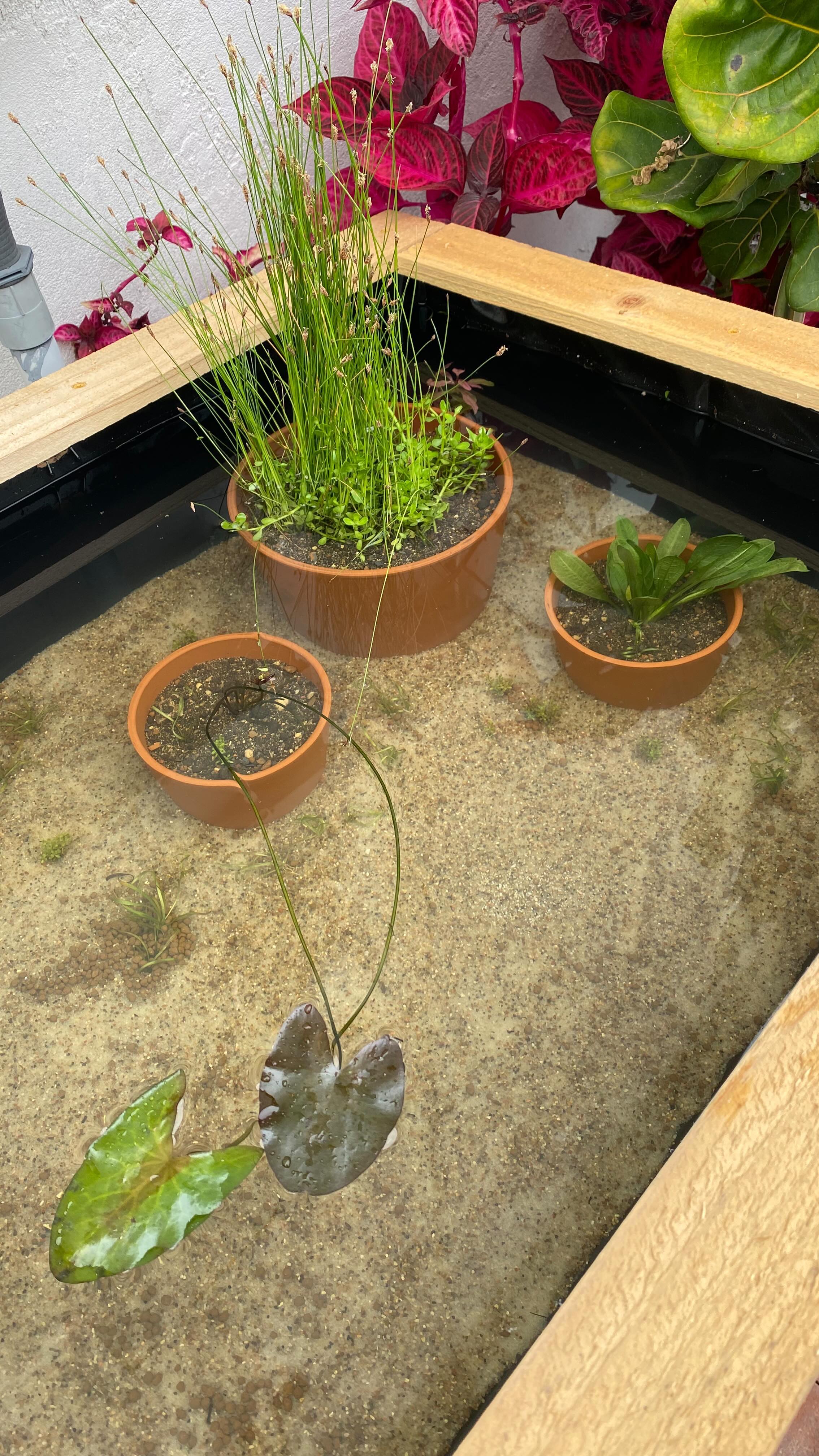 I put this raised patio pond together for myself and I wanted to share it with everyone!
Patio ponds are a great way to add another dimension to your space. To deter predators I decided on using a raised planter I bought off of a retired contractor who makes them for fun. I then lined the planter with pond liner and stapled/nailed it in. I filled a planter large enough to be above the water line with regular organic planting soil for some terrestrial plants. I also filled some smaller plants that will stay below the waterline with pond soil for some aquatic plants. I planted them both and arranged them in the pond. I then laid out an aquatic fish tank substrate then capped it off with sand for some weight. I began to fill the water with a hose which reminded that I needed to drill drainage holes in the back to act as a spillway when it rains hard and the pond overfills. I then placed some smaller aquatic plants in the substrate planter to complement the plants in the pots. After a few days I added some nerite snails to eat excess algae and some dwarf platies to eat the mosquito larvae starting to develop, as well as provide some interest/fun to the set up! For the finishing touch I added a solar powered fountain to oxygenate the water and so I Dan hear it while I’m relaxing on my patio.
What do you guys think? If anyone has any questions feel free to ask!
#patiopond #pond #minipond #watergarden #fish #aquaticplants #pondlife #ponds #waterlily #platies #dwarfplaties #platy #dwarfplaties #plants #waterplants #landscape #watergardening #pondplants
#landscapedesign #landscape #fishpond #gardendesign #garden #diygarden #minizengarden #neritesnail #diylandscape #zengarden #landscapeproject #landscapingproject