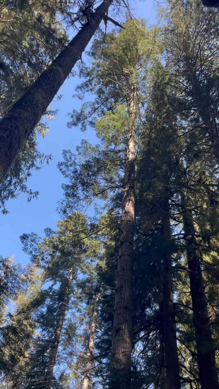 🌲TAKE ACTION📝LINKS IN BIO ✊🏽
The Board of Natural Resources is six individuals that vote every month to approve the auction of our public forests to the highest bidding timber company. Our forests, all cut up into timber sales with stupid names, get presented to this board and they approve everything, every time. Our legacy forests, the oldest forests left on our state land are being liquidated thanks to them, and not only that, but liquidated at an accelerated rate before there is time to change DNR policy. On November’s meeting agenda there are an unprecedented number of legacy forest timber sales they must vote on, eleven sales with over a thousand acres of legacy forest on the chopping block. The board knows virtually nothing about the value of these forests other than in dollars. But the public, that’s us, we know the true value of these forests, and before November 5th they need to hear us. Go to our website and click take action! Tell the board of natural resources to stop approving legacy forests for logging now.
.
#saveoldgrowth #WorthMoreStanding #washingtonstate #stopoldgrowthlogging #oldgrowth #conservation #elwhariver #forestdefenseisclimatedefense #saveoldtrees #climatechange #protectlegacyforests #climateaction