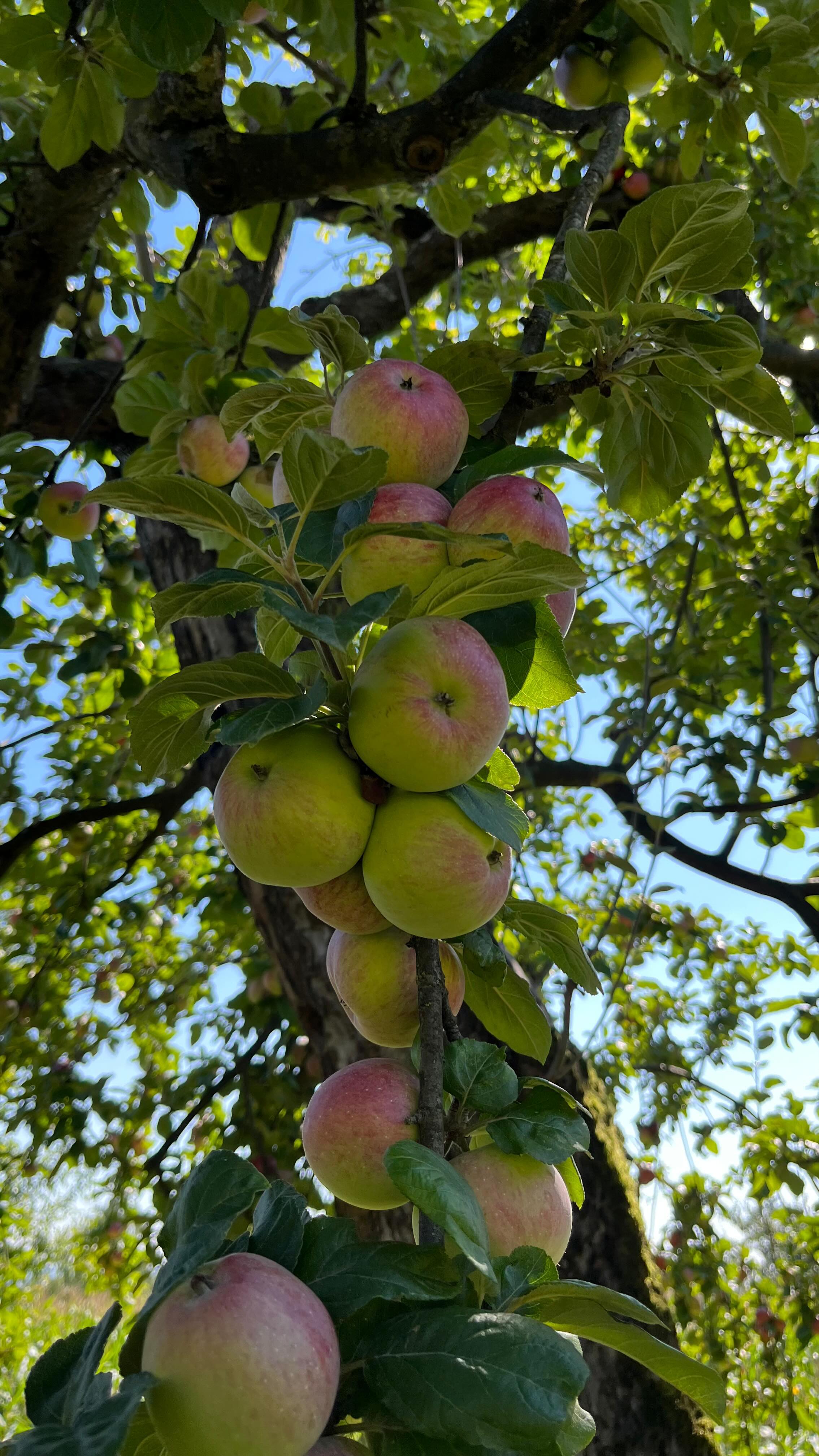 Danke für ein tolles Jahr 2023!🤩
Danke an unsere Familie, an Freunde und Bekannte ohne euch wäre das alles nicht möglich gewesen.
Und natürlich Dank an euch Kunden,
euer Support trägt dazu bei, dass wir weiter tolle Produkte herstellen können.
Für 2024 wünschen wir euch alles erdenklich Gute!
Eure Edelbrennerei Aichele
#goodbye2023 #rückblick #EdelbrennereiAichele #Ostfildern #Dankeschön #hello2024 #littlerecap #filderanzeiger