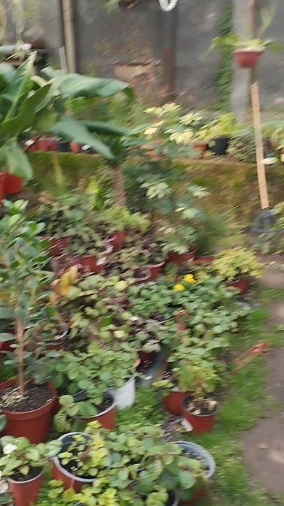 Conozcan la @plantiqueria 🌿🌱🪴
En este hermoso lugar podrán encontrar todos nuestros insumos, plantas de todo tipo y mucho conocimiento del mundo planta.
Visítalos en Valenzuela Puelma 8195, La Reina.
#viveros #chile #bioinsumos #plantiqueria #jardin #huerto #paisajismo #organico