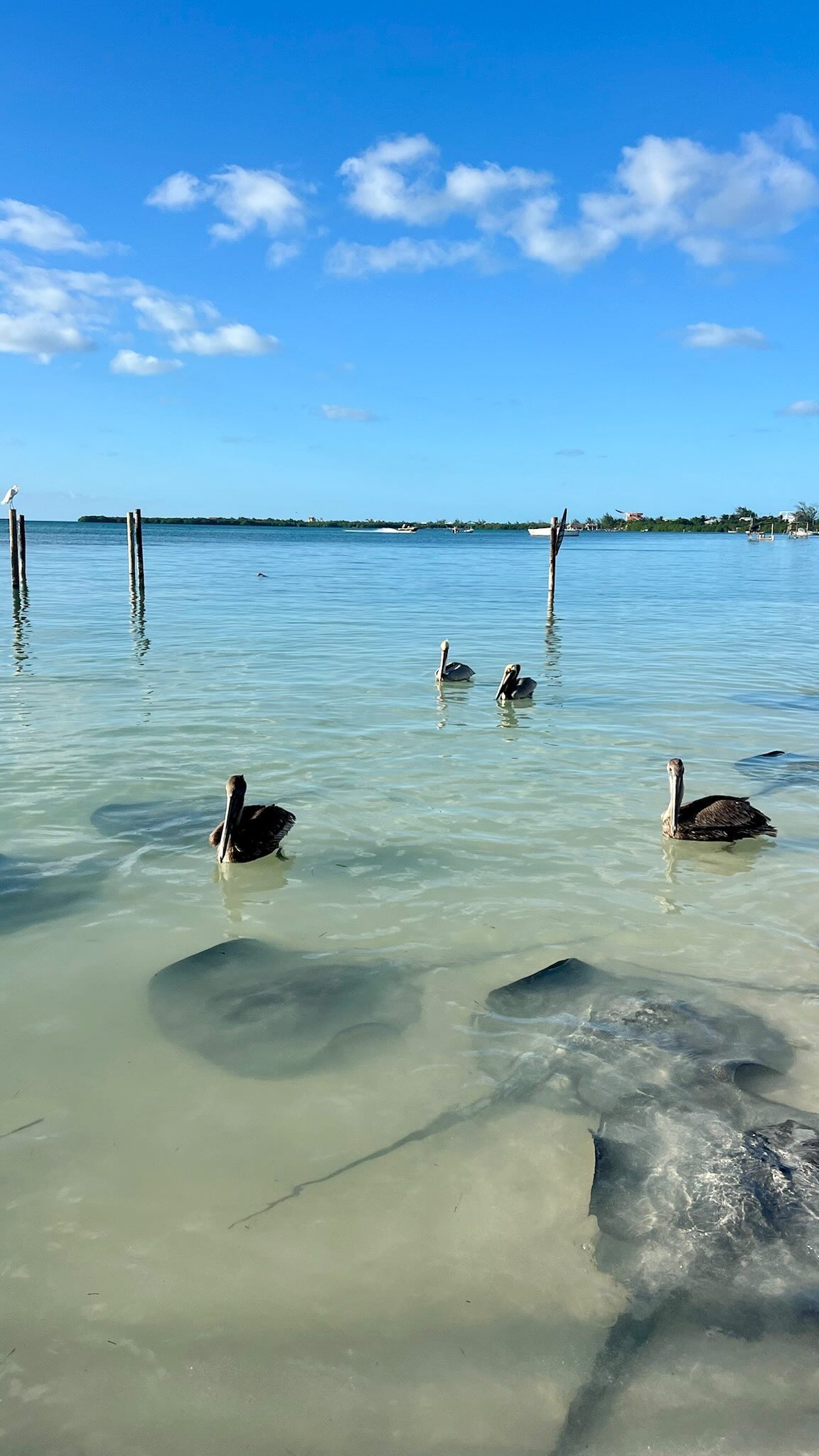 New travel buddies! 🤙
•
#findyourpath #belize #belize2024 #thepath #thepathretreats #traveltheworld #travelers #travelwithus #grouptravel #solotravel #travelmore