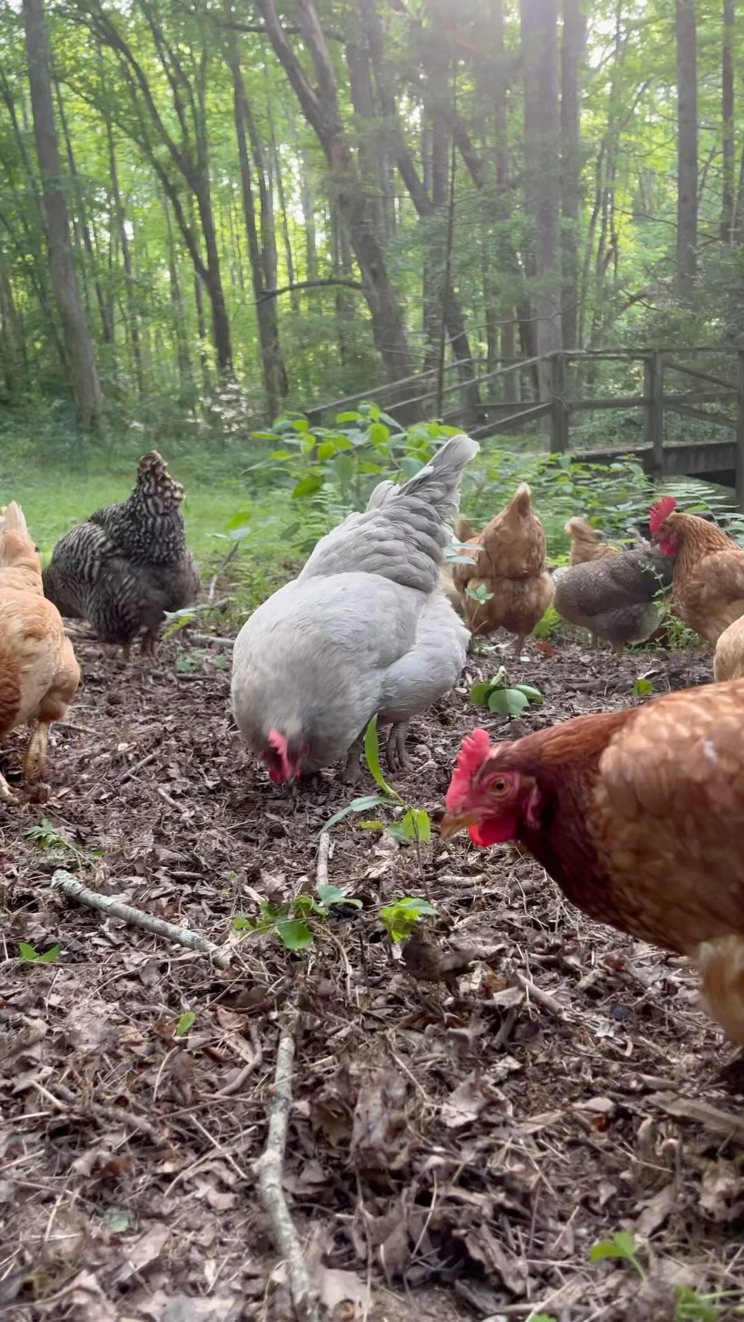 They work around the cluck.
#silvopasture #happyhens