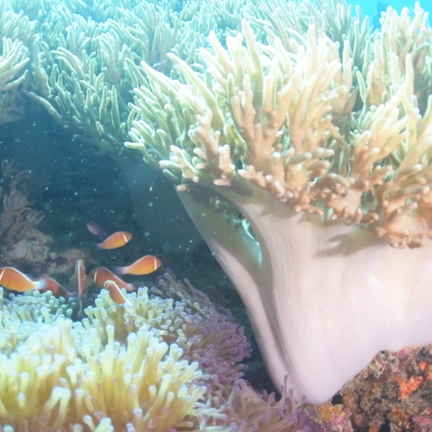 Synchronised swimming by Fiji's clownfish
#fiji #clownfish #scubavideo