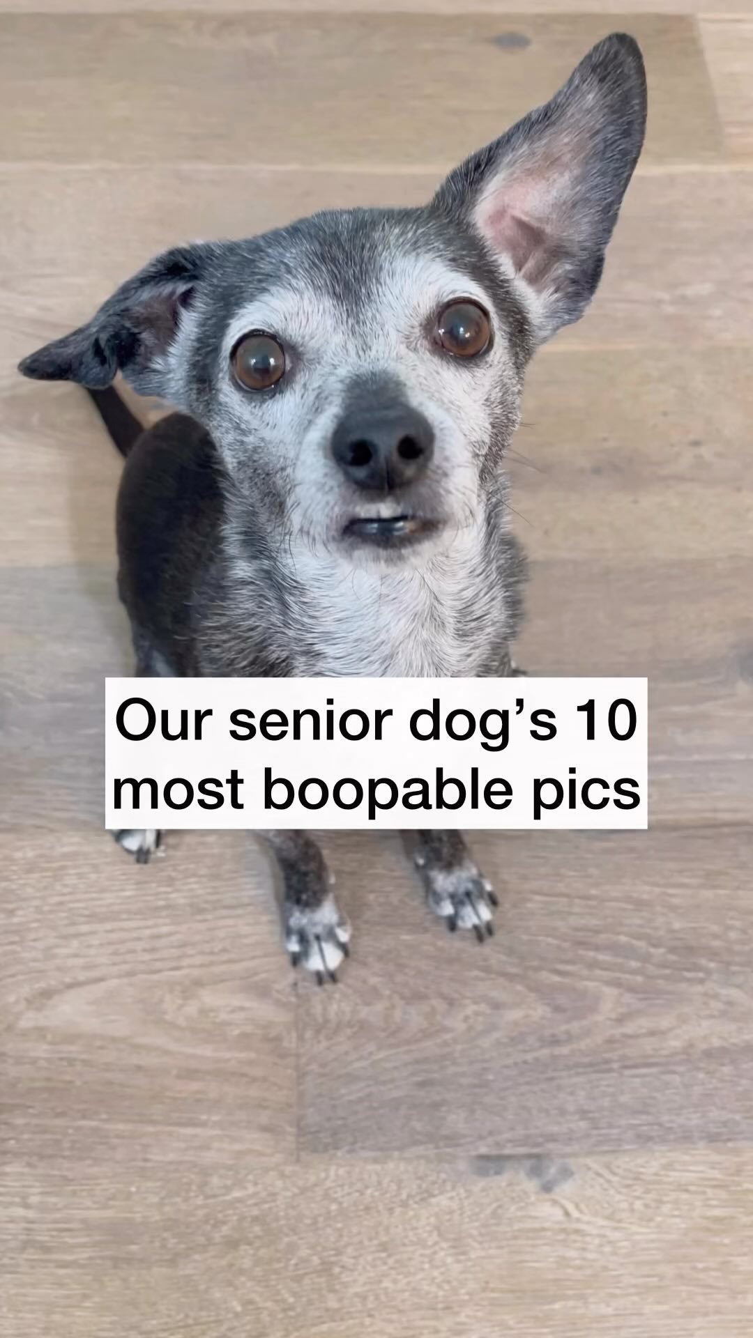 Boopable x 10 #dogsofinsta #seniordog #seniordogsrock #funnydogvideos