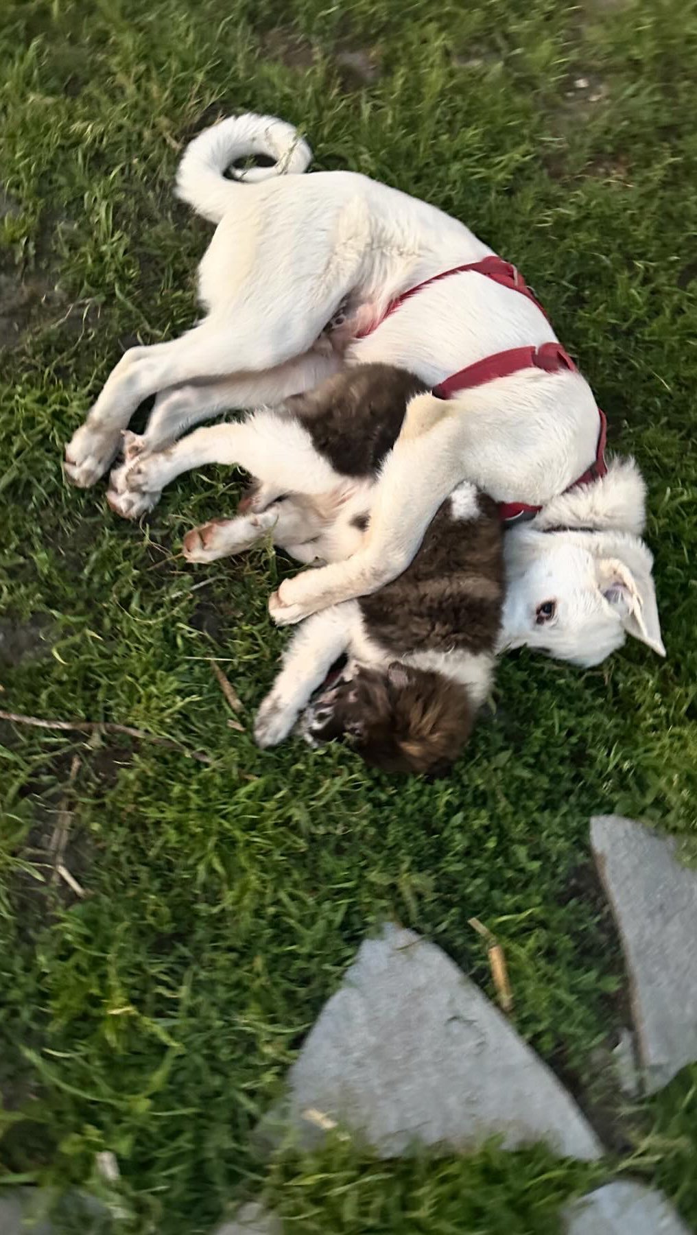 Oquirrh was nervous about the fireworks down the street so Red took matters into her own hands. The name of the game - distraction.
Thankful this is our last July in Utah. It’s painful every year with fireworks starting the last week of June and going through the entire month of July, every night. Red is the only dog we’ve had that is unphased, so she’s helping us help Oqui.
Fireworks harm pets, wildlife, and humans alike. Please think twice before lighting that M80 in your neighborhood.