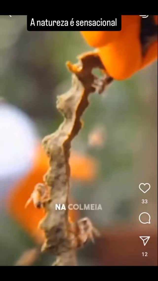 Puro mel de abelha TB é cultura 😋👍