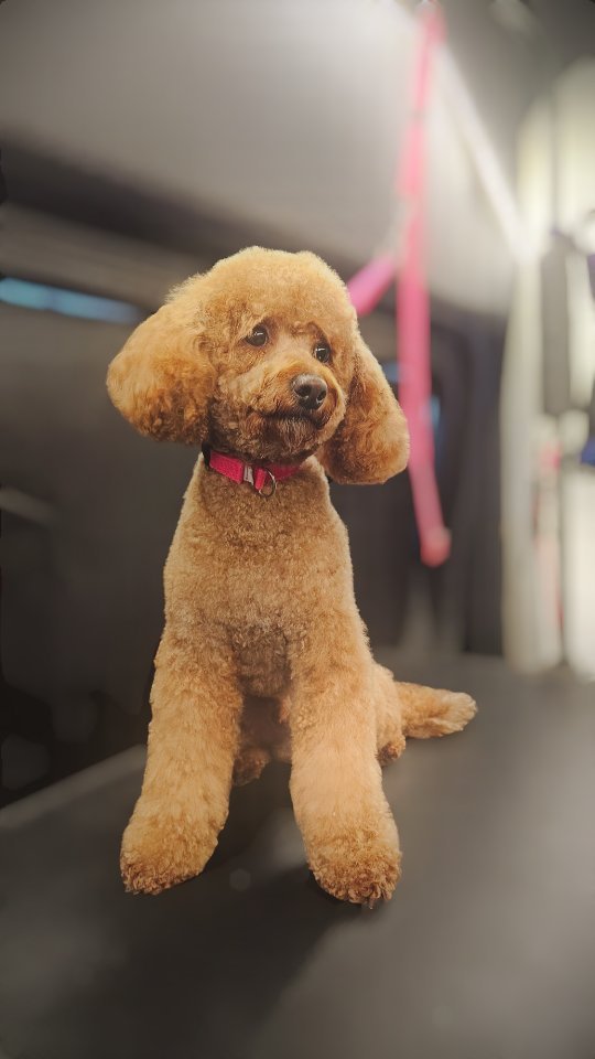 Benji, after a nice spa day !
#thegroomiez #matting #rockinpaws
#weloveourfurfriends