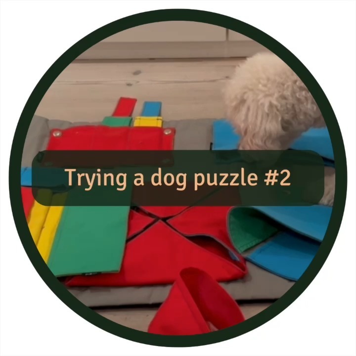 🧩🐶 Let’s try another dog puzzle - second one out #busteractivitymat
👍 We appreciate the #busteractivitymat for its modular design, allowing us to switch combinations for varied challenges. The quality of the parts impresses us, and we enjoy that certain pieces remain challenging even after extended use. We also liked that he has to engage with his entire body to solve the puzzle.
👎 One drawback is that the puzzle is a bit challenging to clean. Additionally, for dog owners with chew-prone pets, it is essential to keep a close eye on the puzzle pieces during use to ensure they remain intact.
🏆After careful consideration, we've rated this puzzle a solid 8.5/10.
This review isn't sponsored; it's just genuine puzzle love.
Some general puzzle advice👇
🧠 Remember that mental stimulation is as vital as physical exercise for your dog's well-being. An easy way to incorporate more daily mental stimulation is to serve your dog's food in a puzzle instead of a bowl. It will make mealtime more fun and stimulating for your furry friend!
⚖️ Balance is Key: Help a bit, but not too much. Keep it challenging for a mental workout but without frustration.
🚨 Plastic puzzles might be durable, but keep an eye out for curious nibblers. Puzzle, not chew toy!
🔇 We typically engage in puzzles on a carpet to guarantee stability and eliminate any potential unsettling sounds from the puzzle on hard floors.
🧩🌍 For a more eco-friendly twist, consider sharing the puzzle with friends by swapping puzzles or opting for a second-hand puzzle to give it new life!
#dogpuzzle #mentalstimulationfordogs