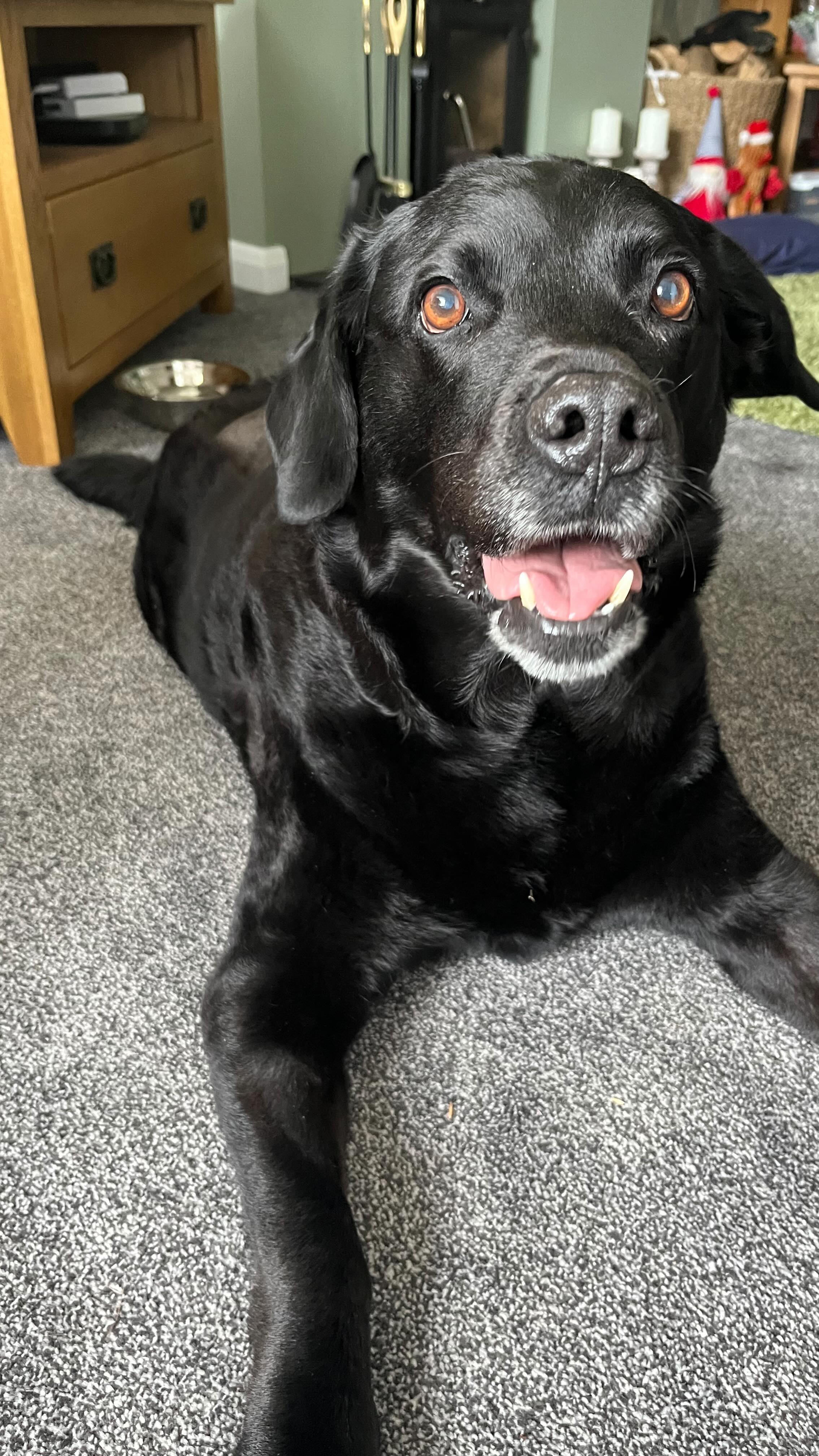 Go Jasper! ๐ฅณ
8 weeks ago Jasper had spinal surgery to remove disc material that had completely paralysed and stopped any feeling to his back legs, now just look at him go! ๐๐ผ
Physiotherapy and hydrotherapy have been absolutely key for Jasper. Although he still has further to go, with more strengthening work now being important, this type of rehab is about celebrating the steps along the way as the โlittle stepsโ are actually huge milestones ๐๐ผ (which Jasper certainly isnโt shy about shouting about, note the common theme of him yelling at me during every recording ๐ฃ๐ถ๐)
#vetphysio #veterinaryphysiotherapy #npvetphysio #IVDD #neurological #caninephysio #dogsofinstagram