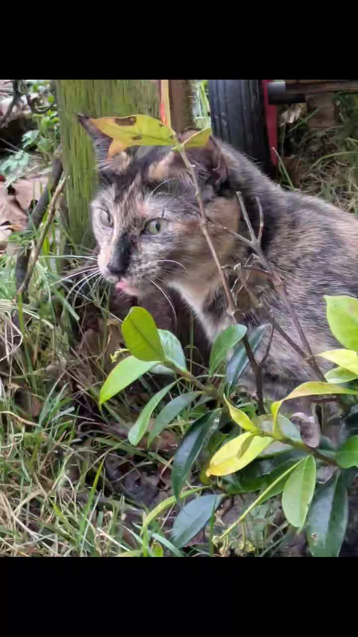 Update on Mango.
Mango was saved by a lovely lady who stepped in when she was going to be abanadoned - knowing where she had come from and having experienced serious trauma, she knew she needed some help. Mango was completely shut down, and the lady - try as she might - couldn't get anywhere near her. Since coming here, she's met Colonel Mustard, who has become the love of her life. He's given her the confidence she needed, and she follows him everywhere. She is now living her very best life; the change in her in just a couple of months is amazing.