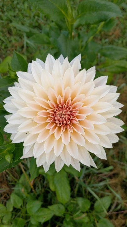 The Queen... The Cafe Au Laite dahlia! I'll be waking her tubers from her slumber a little early this year!
.
.
.
.
.
.
.
.
.
.
.
.
#dahlias #weddingbouquet #bouquet #freshflowers
#homegrownflowers #flowerfarmer #florist #summerflowers