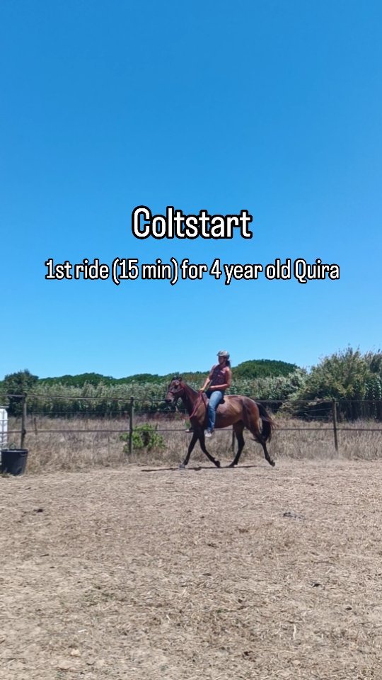 That feeling on a first ride when all the prior and proper preparation comes together and everything just feels light, easy and relaxed is one of my favorite feelings in the world. All I had planned on doing was to lay over her back, maybe sit on her and ask for neutral lateral flexion and maybe, maybe for an indirect rein but Quira offered me so much more. The video was taken at the end of her first little 15 minute ride.