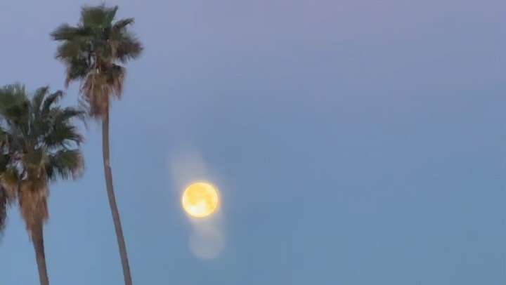 Early birds
#fullmoon