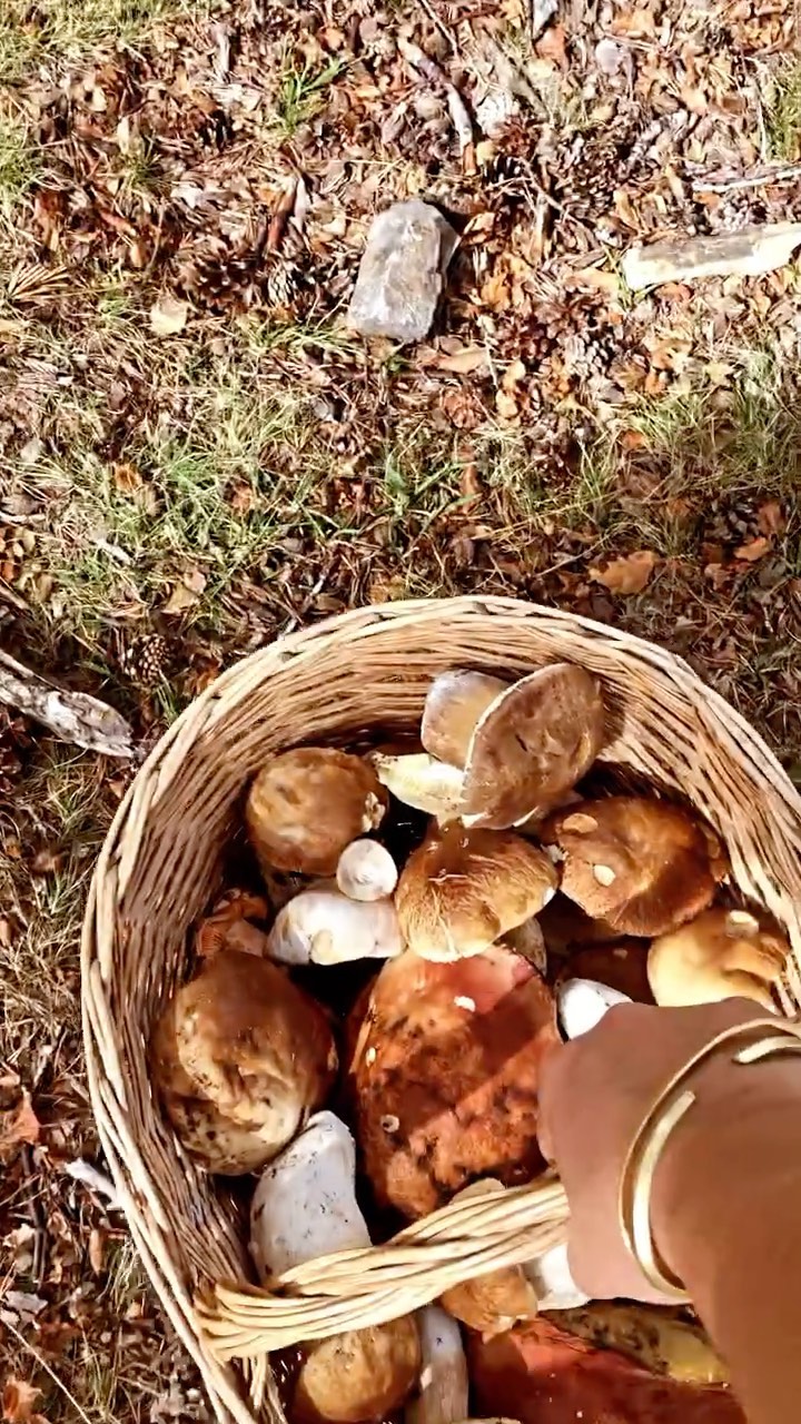 Nuestro pajar tiene un entorno privilegiado. Hoy ha sido nuestro primer día de esta temporada que tanto ansiábamos, la de las setas. 🍄 Además, a primerísima hora, el paisaje ha sido amenizado por el sonido de la berrea de los ciervos. 🦌Día fetén, nos disponemos a cenar la recolecta. ☺️☺️
.
.
.
#seta #setas #setascomestibles #setasyhongos #hongos #hongo #boletus #boletusedulis #boletusaereus #boletuspinophilus #micelio #monte #montes #montaña #montañeros