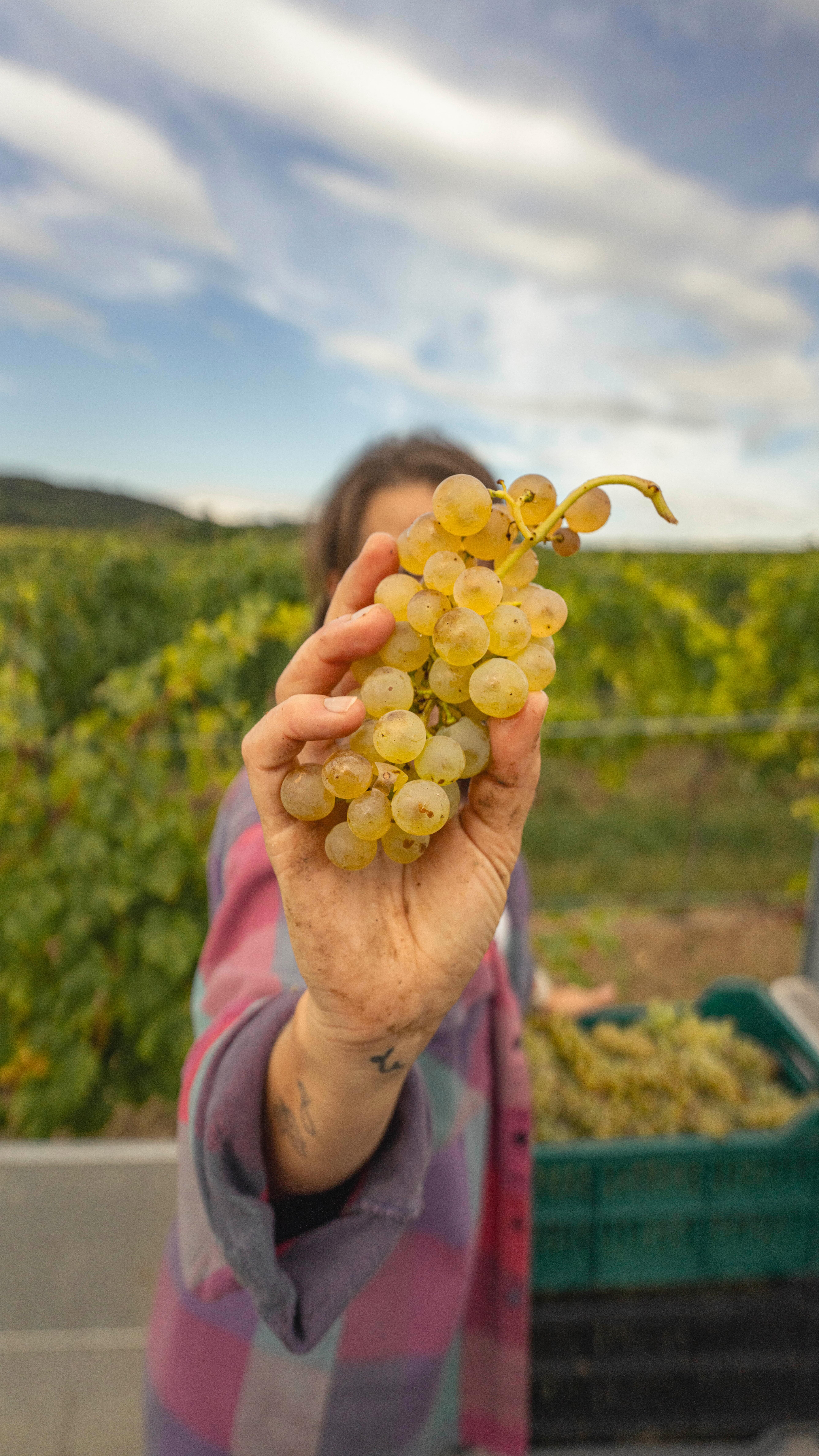 Wer braucht schon einen Bentley, wenn man einen @kaercher_oesterreich haben kann? 🧽💦😁 #kärcher #bentley #putzen #cleaningday #langenlois #winemaker #dontmindgettingdirty