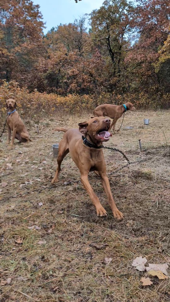 Oh, Ezra we missed you! What a great birthday present to spend the weekend with him, family, and dog people.
.
George, Levi, and I got to see Ez this weekend at the American Field trial in WI. Can't wait to have him home after our next trials in IL this coming weekend.
#ilovemyvizsla #goodboy #vizslasofinstagram #vizslalife #vizslasofinstagram #vizslagram #vizlsalove #vizslasofchicago #fieldtrialdog #huntingvizsla #pointingdog #birddog