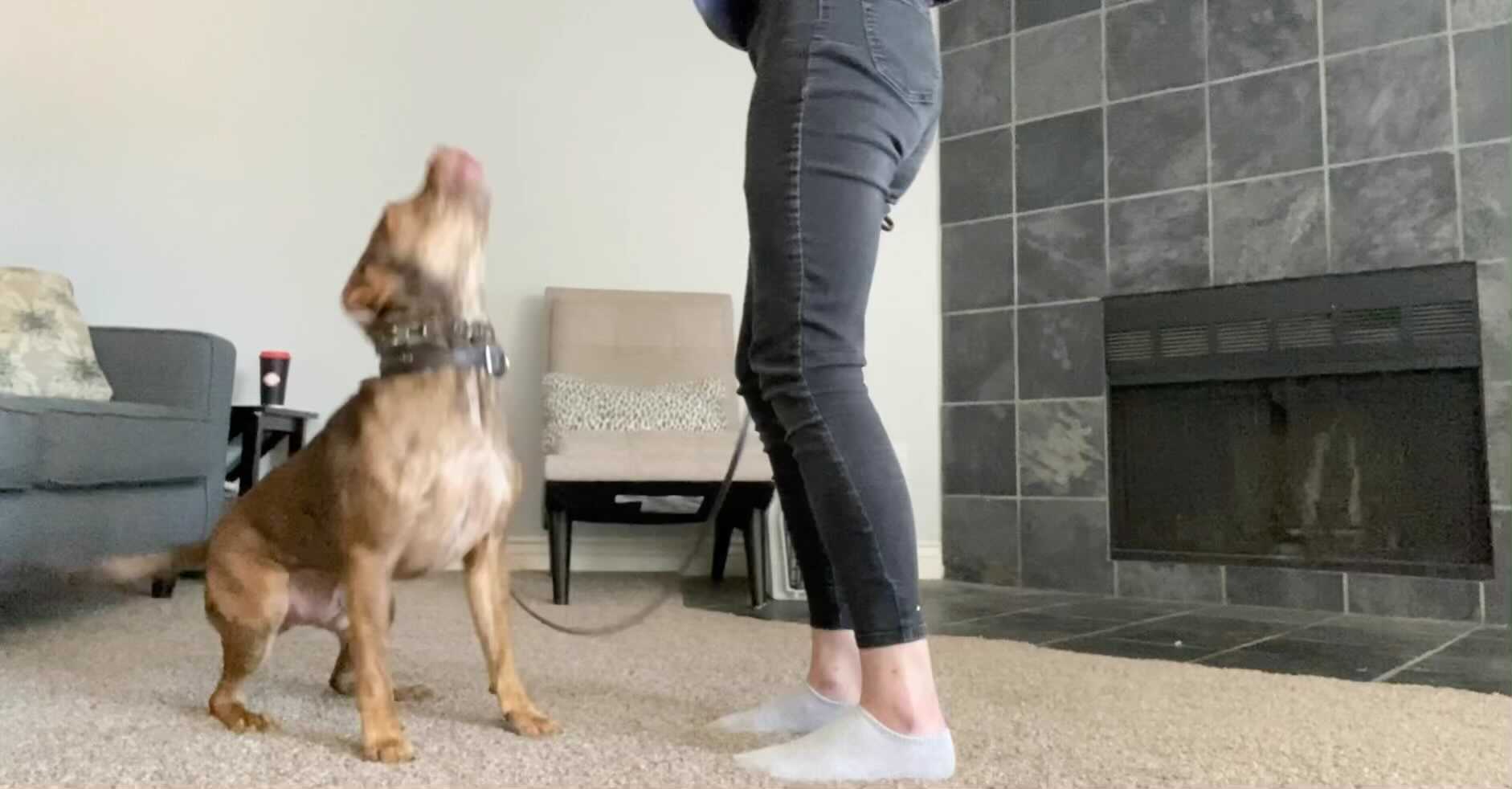 Leo mans and I are working on engagement with the toy. He used to be so bad at doing his own thing once he won the toy but he is getting so much better at engaging with me. It’s still not 100% but we will get there! Going to be doing more structured play and working on bring the toy back to keep the game going. #dogtraining #dogtrainer #mutt #pitbullmix