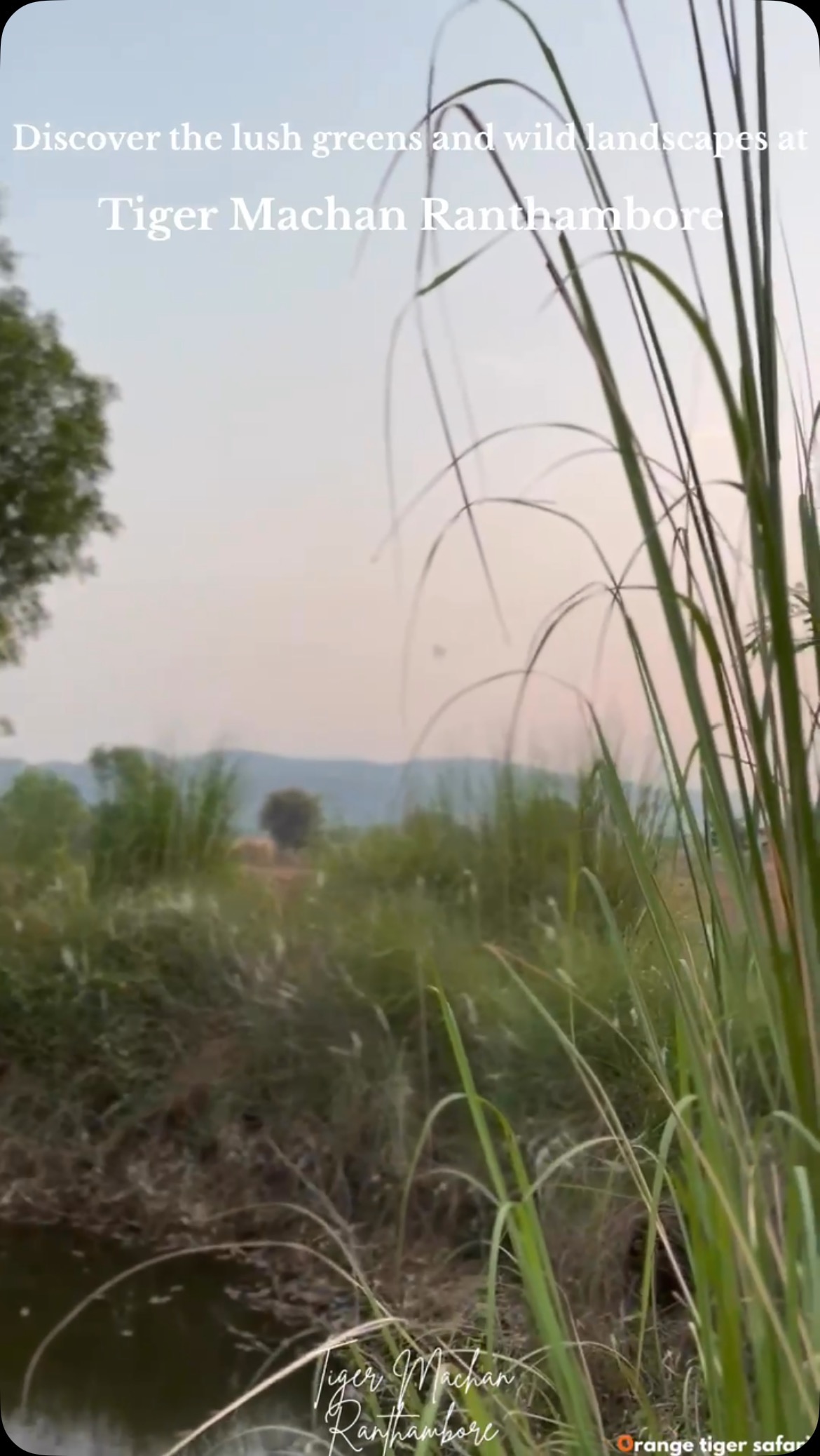 Immerse yourself in the lush greens and untamed beauty of Tiger Machan, where the wild landscapes of Ranthambore come alive.
Experience the nature and contact us for more inquiries and bookings :
+91 99505 21870
tigermachan@ymail.com
https://www.ranthamboretigermachan.com
#explorepage #getaway #tigermachan #reelitfeelit #ranthamborediaries #rajasthantourism #ranthambore #tentstay #india #reelsindia #staycation #landoftigers #travel #tigersafari #travelgoals #exploreindia #incredibleindia #ranthamborenationalpark #sawaimadhopur #explore #rajasthan #reels #safari #resortinranthambore #luxurytravel #fyp #MachanSafaris #Orangetigersafaris #farmtotable
{TigerMachanResort , Ranthambore,
RanthamboreNationalPark,TigerSafari,LuxuryTentStay,SafariAdventure,WildlifePhotography,TravelRanthambore,ExploreRanthambore,SafariExperience,RanthamboreWildlife,TravelIndia,JungleResort,TigerWatching,EcoTourism,NatureLovers,TentResort,WildlifeConservation,IndianSafari,RanthamboreTrip,SafariLodge,AdventureTravel,WildernessEscape,TravelDiary,NatureGetaway,LuxurySafari,JungleRetreat,RanthamboreAdventure,TravelInspiration,SafariJourney}