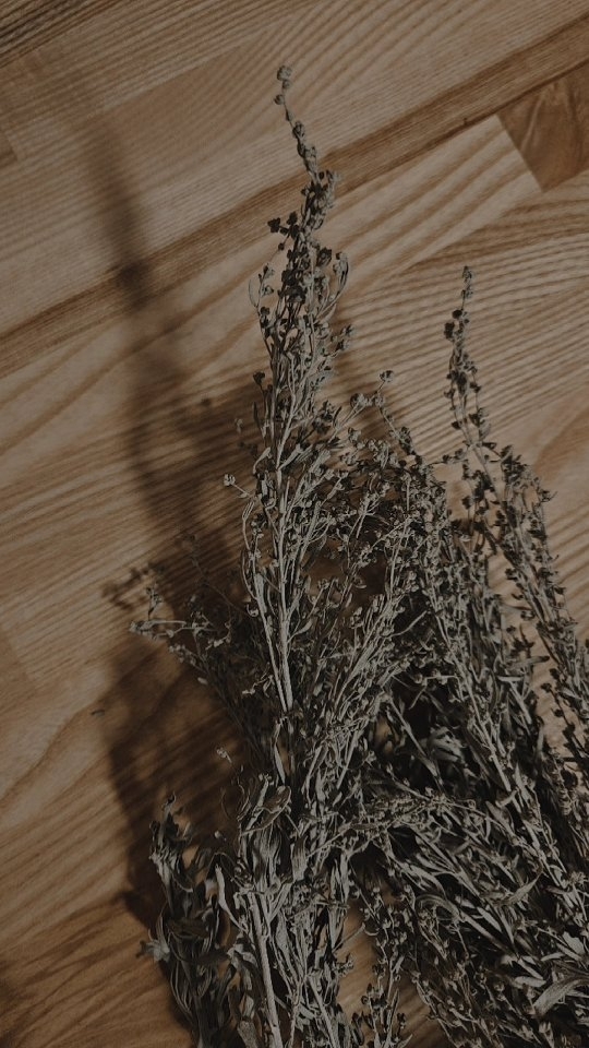 Mugwort + Sagebrush infused oil coming soon! π§π»ββοΈπΏβ¨οΈ Inspired by Aunt Francis in Practical Magic and the line that tickles me every time, "Oh dear, well.. a little Mugwort oil will fix that right up." || Our dear Sages, the Artemisias, are a genus of plants steeped in mysticism + folklore and my gosh, are they potent plant medicines. Mugwort (Artemisia vulgaris) has been a staple in my garden for the past few years now and I was recently gifted a lovely little bundle of Sagebrush (Artemisia tridentata) that came all the way from B.C. Naturally, these two sisters drying in my kitchen got my wheels turning and so, on Friday the 13th I brewed up some magic!
β’
This infused oil is an offering for my witches. A topical oil used for anointing in ritual, for cleansing energy, or dreamtime assistance. Mugwort and Sage are also pungent, warming herbs that encourage circulation when applied on the skin, making it wonderful for bruises, muscle cramping/spasm, and muscle/joint pain. Now left to sit for a full moon cycle, this oil will be available in limited quantities on Sunday, October 13th. Mark your calendars! πΏππ»
#witchywoman #seasonofthewitch #mugwort #sagebrush #herbalism #autumnequinox #autumnvibes #fridaythe13th