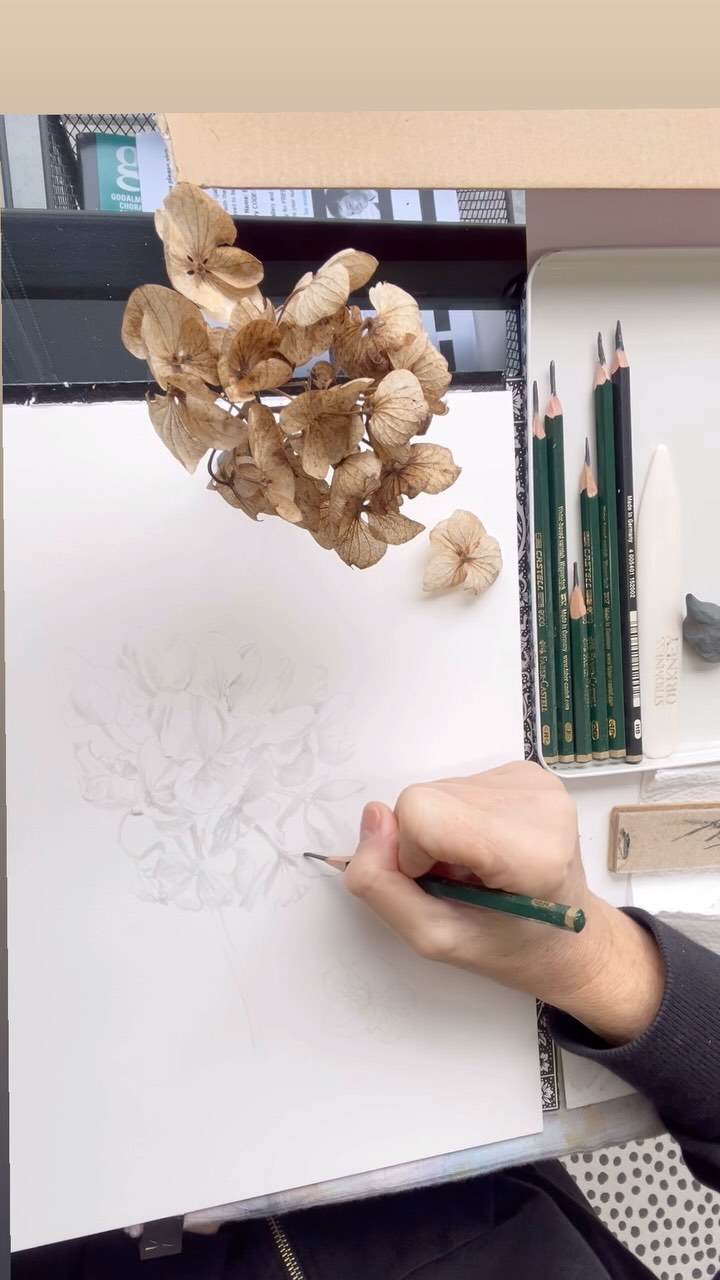 Tonal Values ✍🏻🩶..
Part 2 vid of ‘Deflorescence’ - study of a withered hydrangea in graphite.
Real time elapsed = 40mins.
After the line drawing, I map out core tonal values, ignoring detail. Its hard to resist temptation of overworking a small area, going too dark and losing the light, especially with small intricate textured subjects (most botanical art!). Working with hard pencils only (2H, H..) these smooth layers also create a lovely base.
#botanicalart #flowerdrawings #graphitedrawing #pencildrawing #drawfromlife #artistsoninstagram #wip #wipdrawing #wipart #surreyartist #godalming