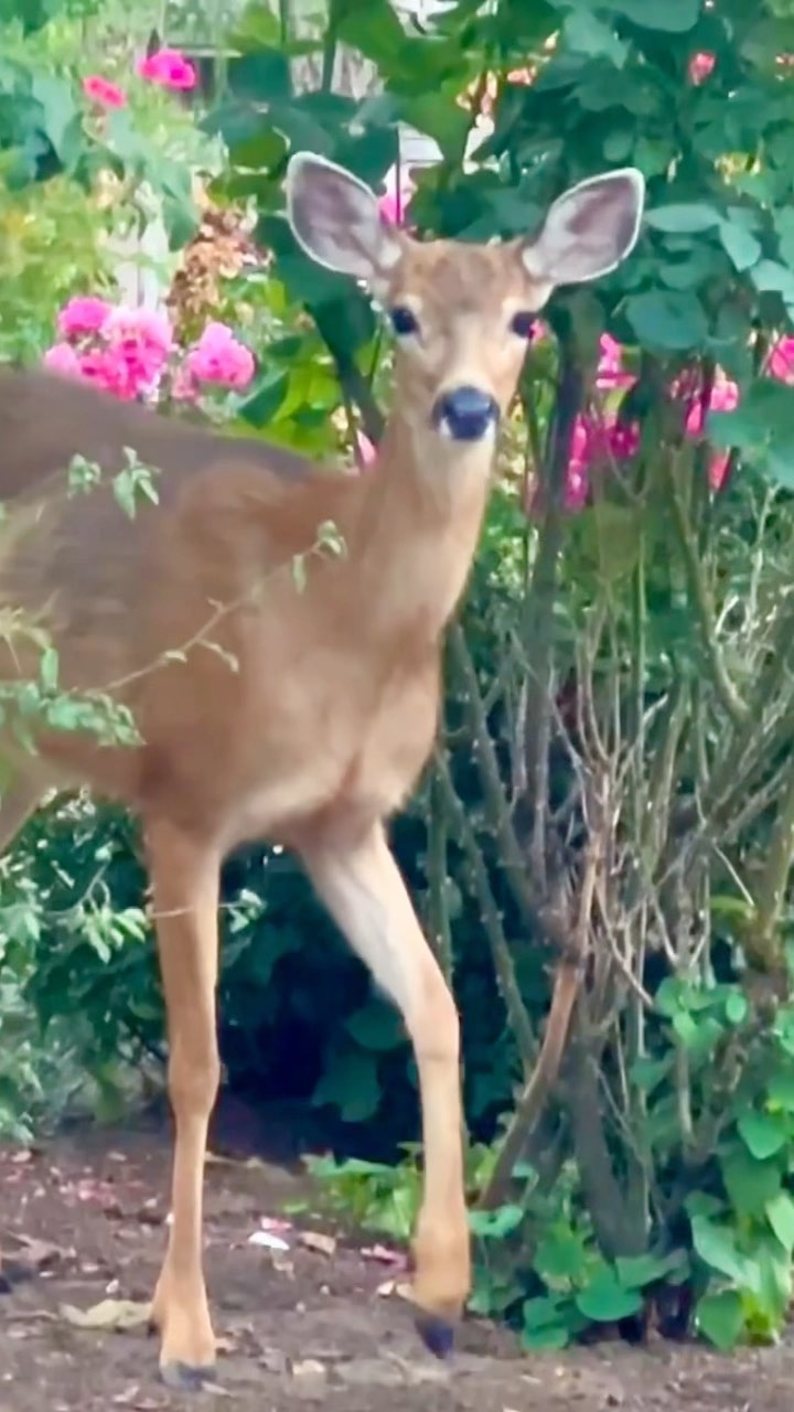Now you see me - now you don’t.
I was taking a walk and happen to come across this fam of four. Lucky me 🤗. #wildlifesightings #deercrossing #deer #backyardwildlife #deerphotography #wildlifeaddicts #wildlifeofinstagram #wildlife