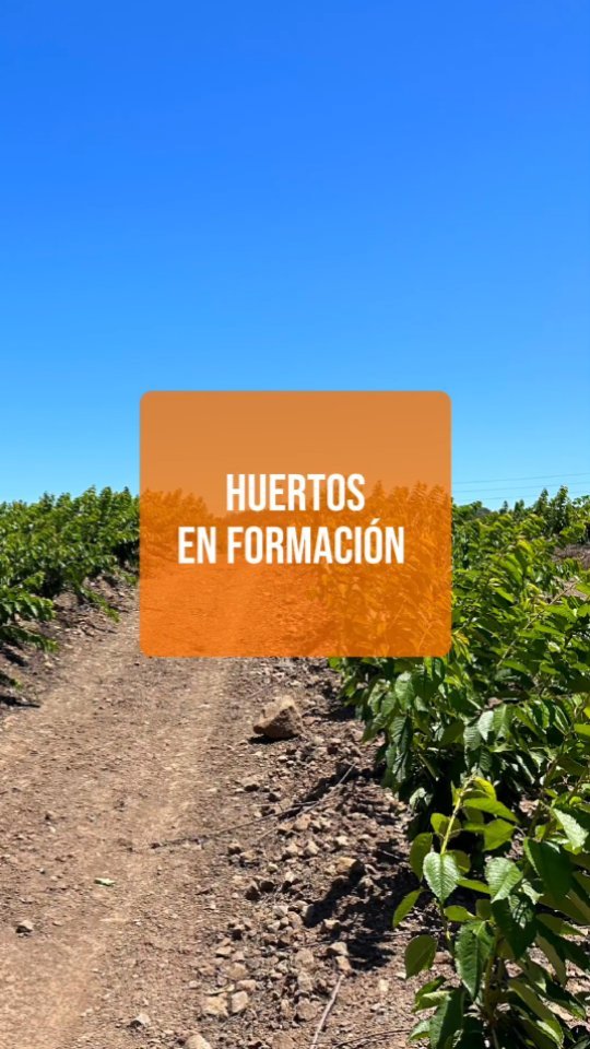 Cada etapa del cultivo es importante pero , sin duda, la formación de las plantas determina el futuro rendimiento y por lo tanto es fundamental manejar adecuadamente este proceso. Asesoramos y acompañamos a nuestros productores en esta crucial etapa y entregamos pautas que permiten un huerto uniforme y bien formado.
#cherry #cherries #chileagricola #agrochile #agronegocio #cerezas #cerezo #cherryblossom #smartcherry #redagricola #campochileno #agricultura #revistadelcampo #mundoagro #agronomia #agro #agroquimicos