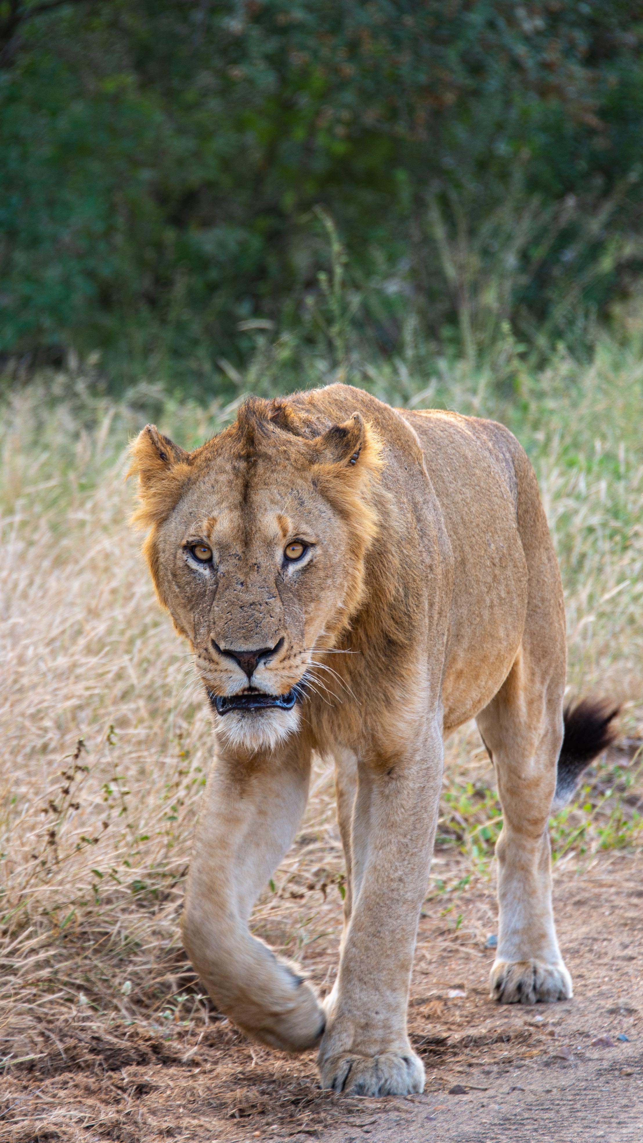 South Africa 2023 🇿🇦