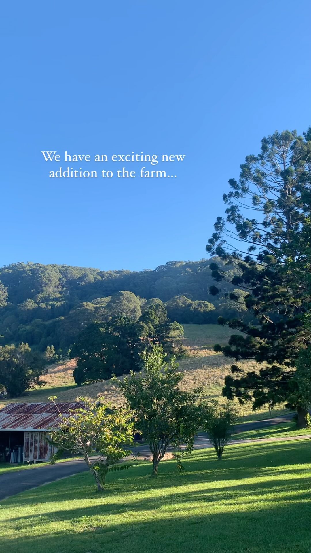 Bring your community together for a New Years Reset Retreat in early 2025! 🌿
Don’t miss out on booking a prime holiday weekend at our farm ~ view our live availability calendar on our website and submit your details on our contact page to receive our host brochure.
Email us at info@wybalenaorganicfarm.com.au for any retreat questions or to book your retreat dates!