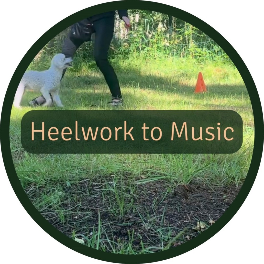 🎵🐾 Just wrapped up “Kom igång med Heelwork to Music” online challenge organized by @kompishundtraning 🐶🎶
Since we are complete beginners to HtM it was a real challenge, but we learned new tricks, improved communication between us, and most importantly, had a lot of fun together 🥰
Highly recommend trying it with your dog! 🕺💃