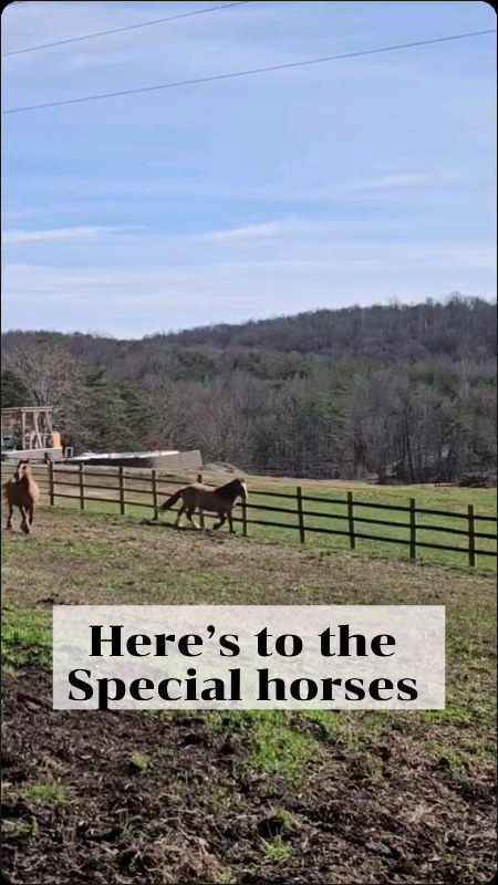 #horse #gypsycobofinstagram #gypsyvannerhorse #gypsyvanner #gypsyvannerforsale