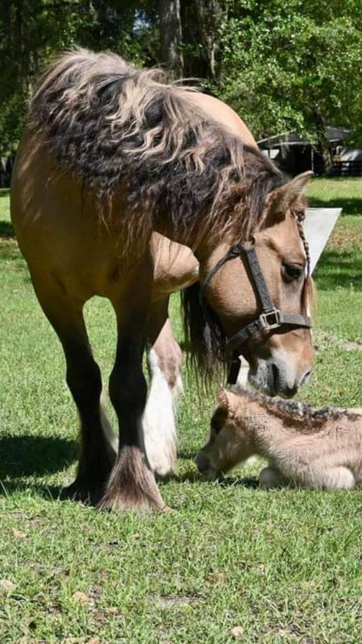 #horse #gypsycobofinstagram #gypsyvannerhorse #gypsyvanner #gypsyvannerforsale