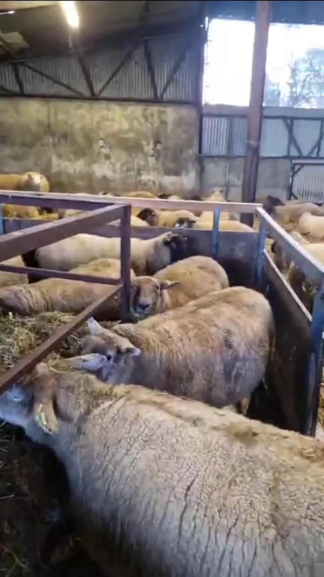 24th Feb... a rocky start to lambing but its early yet