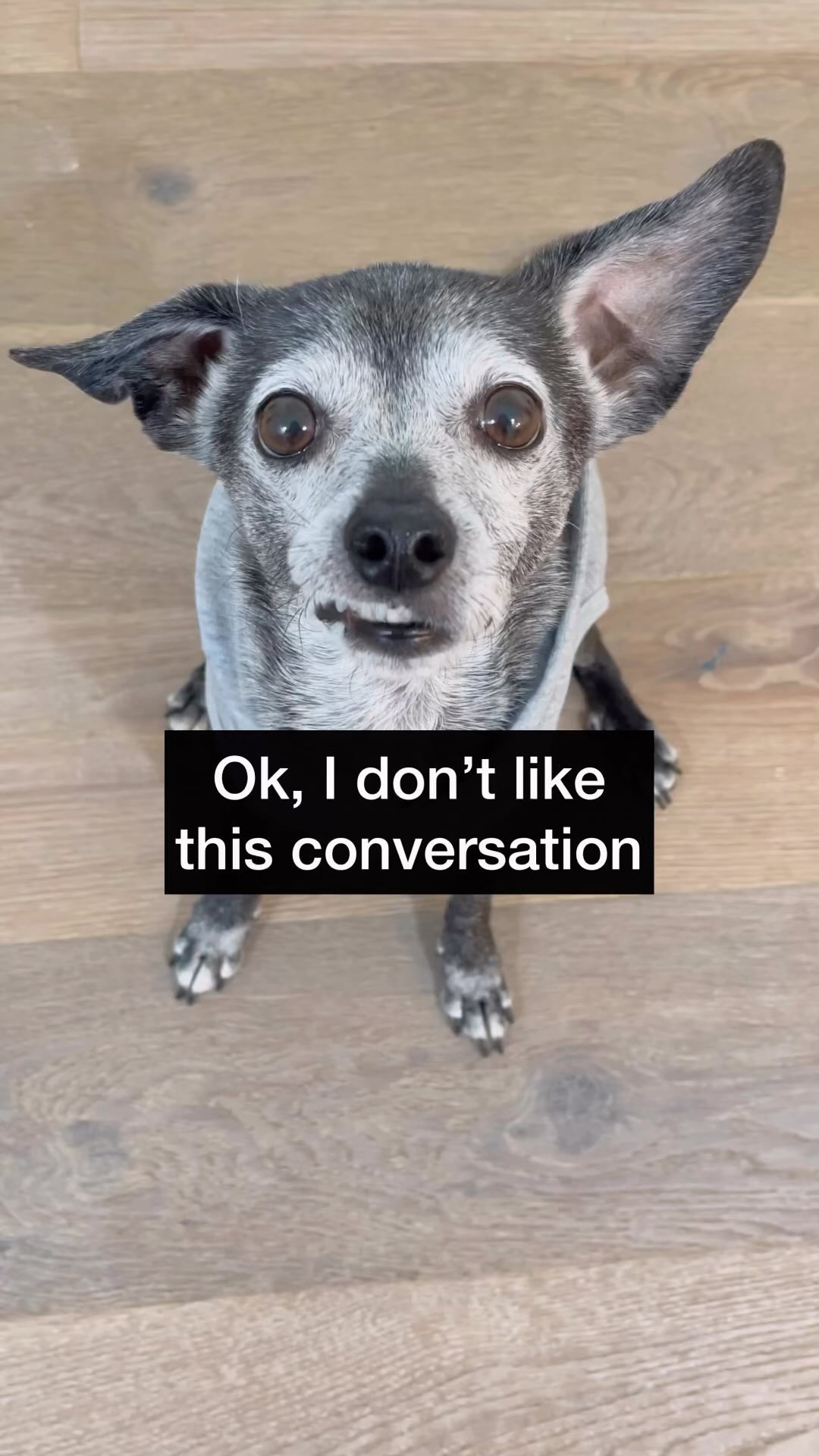 Oops 😬 #dogsofinsta #seniordog #funnydogvideos