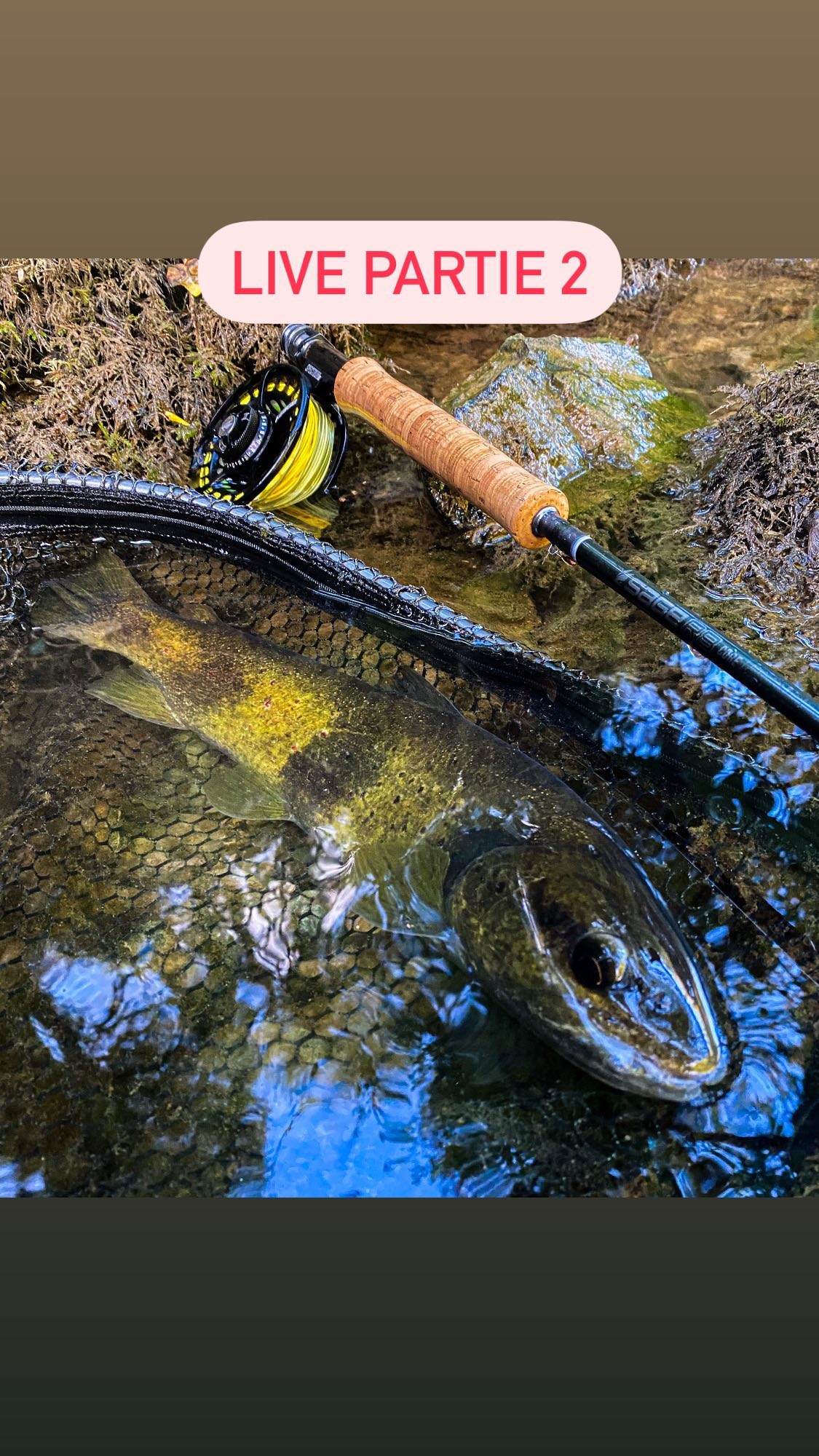 Bonjour à tous voici le live d’hier fait avec Cédric Nolin 😊. Nous avons répondu à vos questions concernant la pêche à la mouche j’ai mis la liste des questions ci dessous 😊. J’aurais aimé avoir toutes ces informations quand j’ai débuté 😁. Encore merci à Cédric d’avoir pris son temps pour partager son savoir et merci d’avoir été aussi nombreux et pour tous vos retours 😊
La liste des questions :
1 – Bonne ou mauvaise chose d’apprendre la pêche en sèche à l’étranger plutôt qu’en France
2- Quel est le meilleur raccord soie bas de ligne, et combien de temps on peut garder une soie.
2* Quelle est la construction de ton BDL pour tes différent types de pêche (nav, sèche..)
3- J’ai raté un poisson au ferrage et ça fait maintenant 5 jours que je retourne sur le spot je n’ai pas revu le poisson, est ce possible qu’il ait juste changé de zone où il nymphe ? (truite de souche atlantique)
4- Bonjour Tanguy, j’ai vu Cedric il y a quelques années chez Sanso sur la Loue sur la rive face à la ferme remontant la rivière dans l’eau sans trop de discretion enchainant les prises de truite en nymphe à vue. Pour connaitre le parcours et les truites éduquées de chez Sanso j’aimerais comprendre son approche et sa technique.
4* Comment aborde-t-il un poste ? du bord ? Depuis l’eau ?
5- Quelle pêche et quels postes privélégier en fonction du temps ? Je cite nous avons eu du froid et de la niege ces derniers jours et pas mal de pluie dans le Doubs.
6 – comment aborder les rivières profondes (poisson pas visible) avec peu de courant style le Doubs et quelles sont les différentes techniques à la mouche que vous employez hormis la nav.
7-Bonjours vous parlez souvent des grandes rivières favorables à la nymphe à vue, mais est il possible d’aborder le sujet des plus petits milieux comme les torrents alpins ? Vos choix de nymphes par exemple.
8- Les différents posés pour la nymphe à vue ?
9- Le Choix de la couleur de la nymphe en fonction des conditions. Est-ce que la présentation est plus importante que la couleur ?
10- le poids des nymphes
11 Comment adapter le poids de sa mouche en fonction du débits de la rivière ?
13 rivières etat