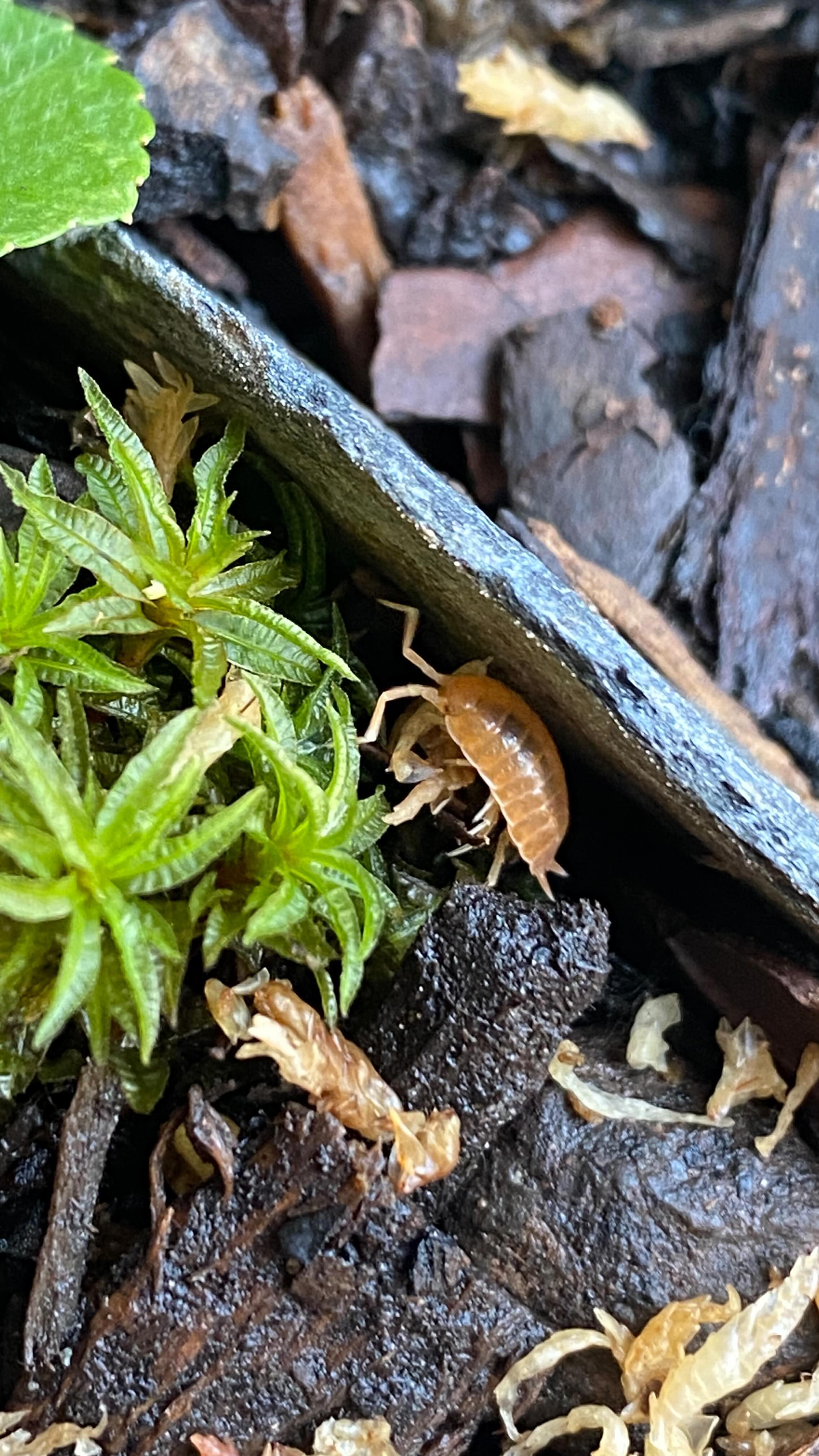 Happy Friday!! Not landscape related but I had to share these little guys I got to improve the quality of my terrarium ecosystems!
How cool are these guys?! šŖ³ š
#rolypoly #isopods #isopod #pillbug #isopodsofinstagram #isopoda #crustacean #armadillidium #bioactive #porcellio #bugsofinstagram #micropet #terrarium #invertebratesofinstagram #invertebrate #rollypolly #cubaris #bug #sowbug #woodlouse #terrariumdesign #nature #ecosystem #bugs #invertebrates #woodlice #invert #crustaceans #doodlebug #bugsofig
